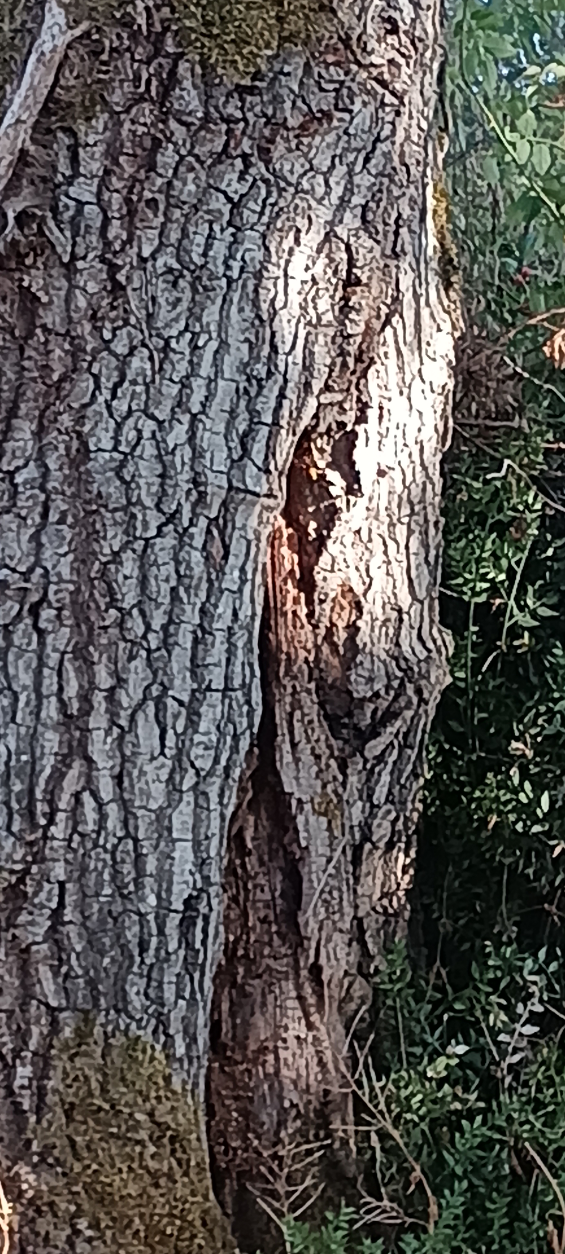 Nid de frelon asiatique à Lathus-Saint-Rémy (86) — SignalNids