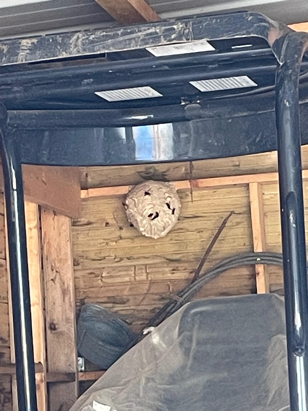 Nid de frelon asiatique à Vire Normandie (14) — SignalNids