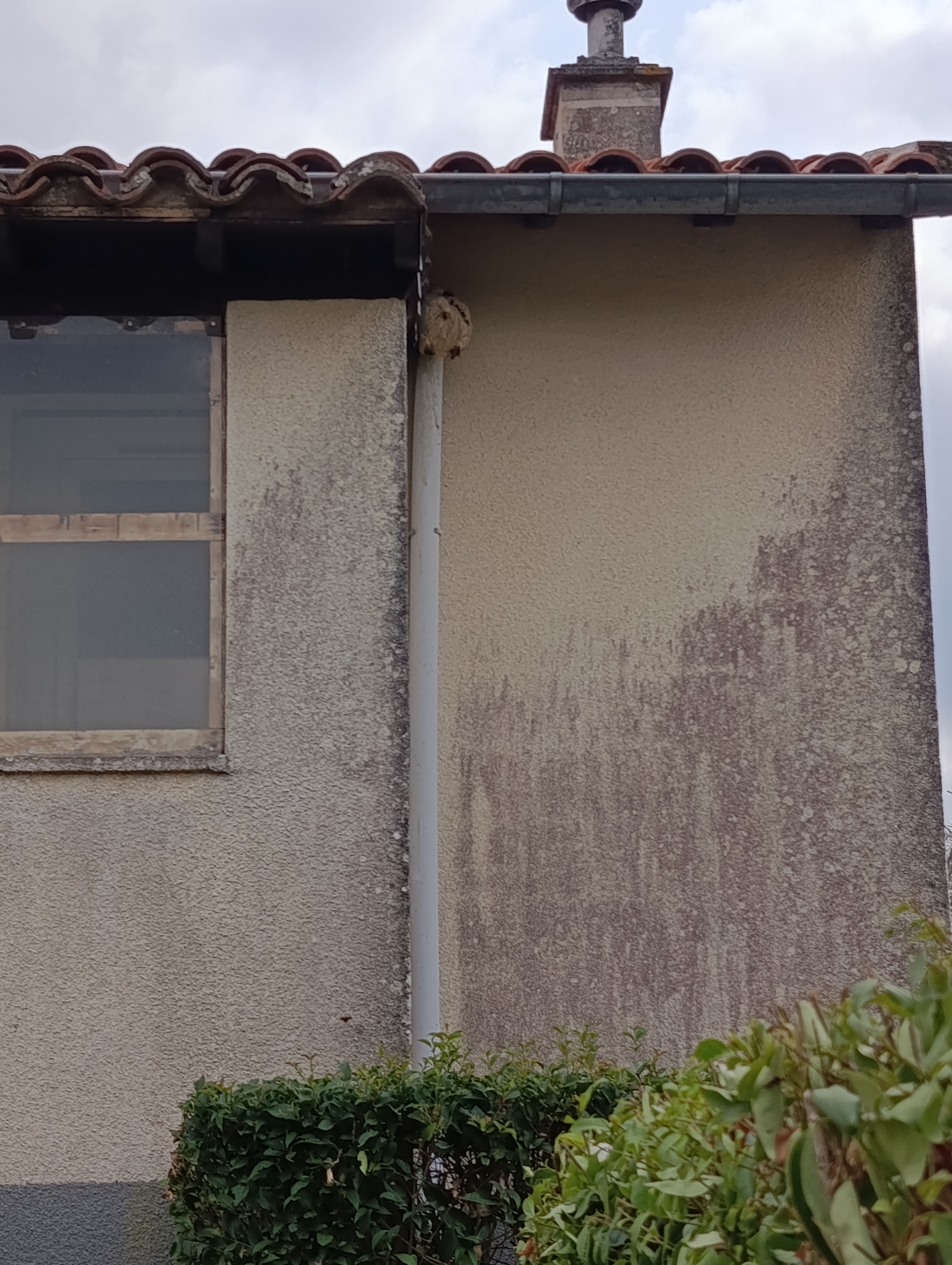 Nid de frelon asiatique à Lias (32) — SignalNids
