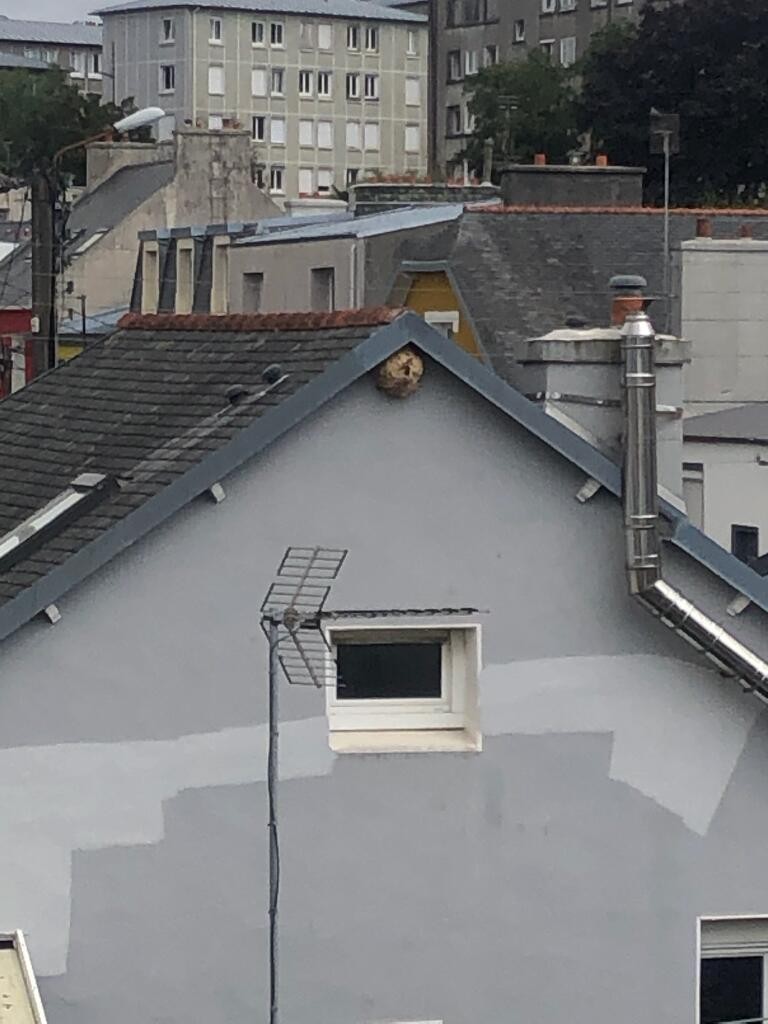 Nid de frelon asiatique à Brest (29) — SignalNids