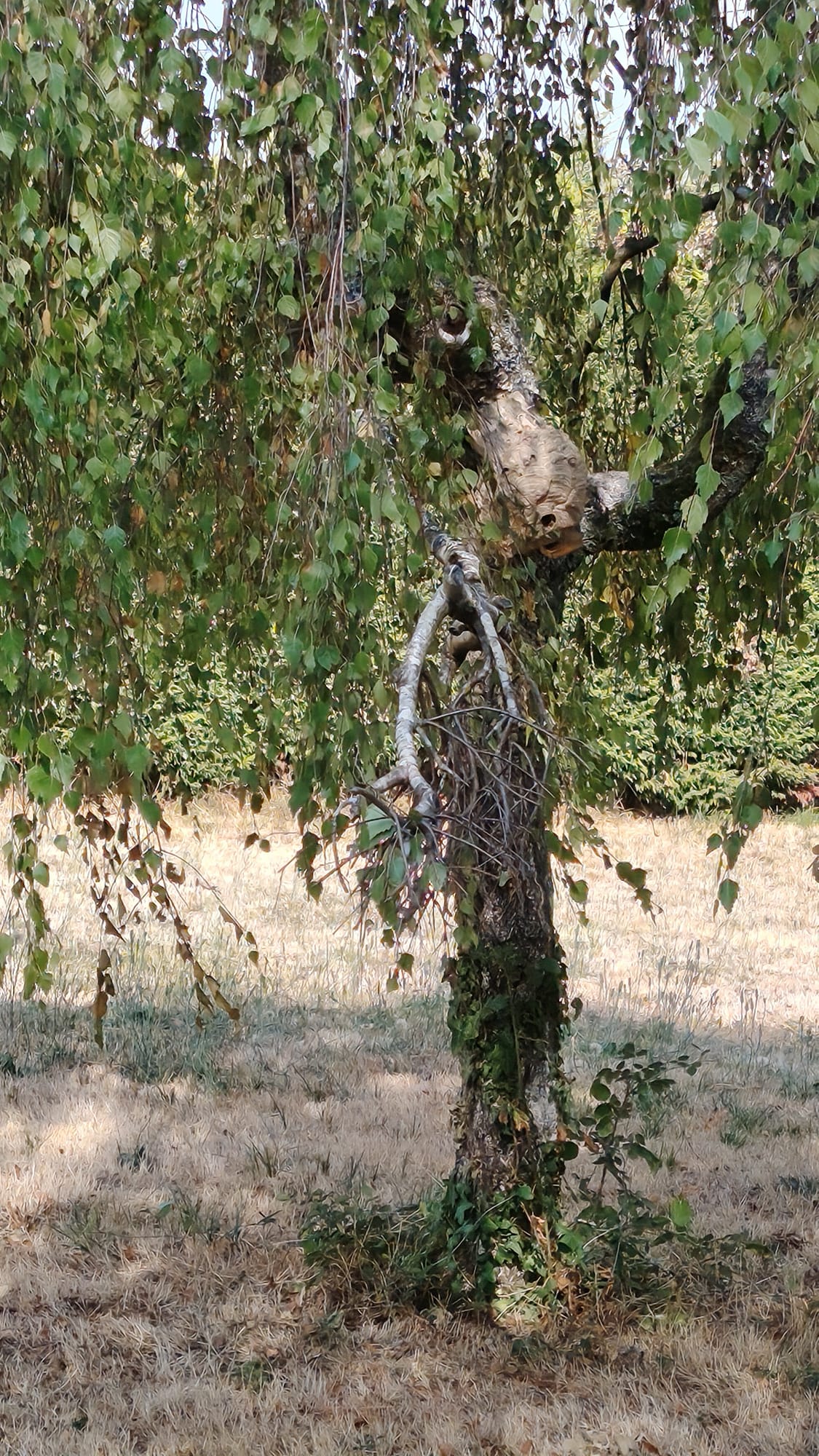 Nid de frelon asiatique à Les Bizots (71) — SignalNids