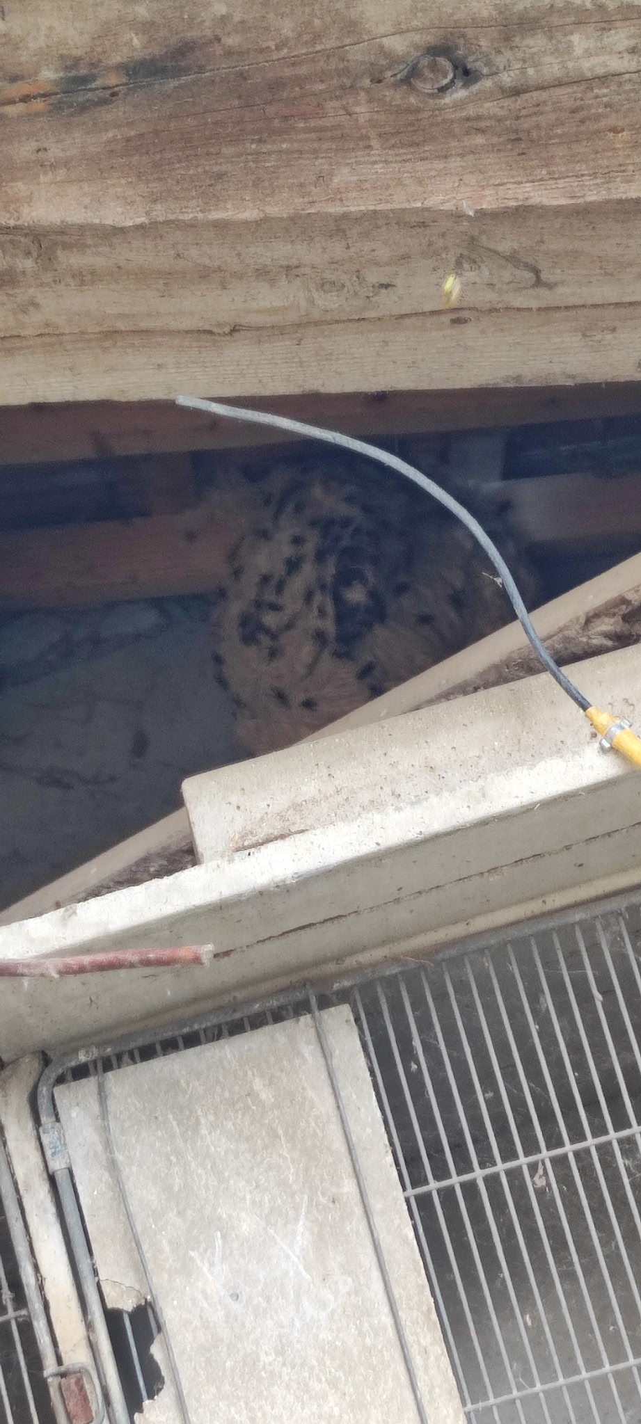 Nid de frelon asiatique à Xirocourt (54) — SignalNids