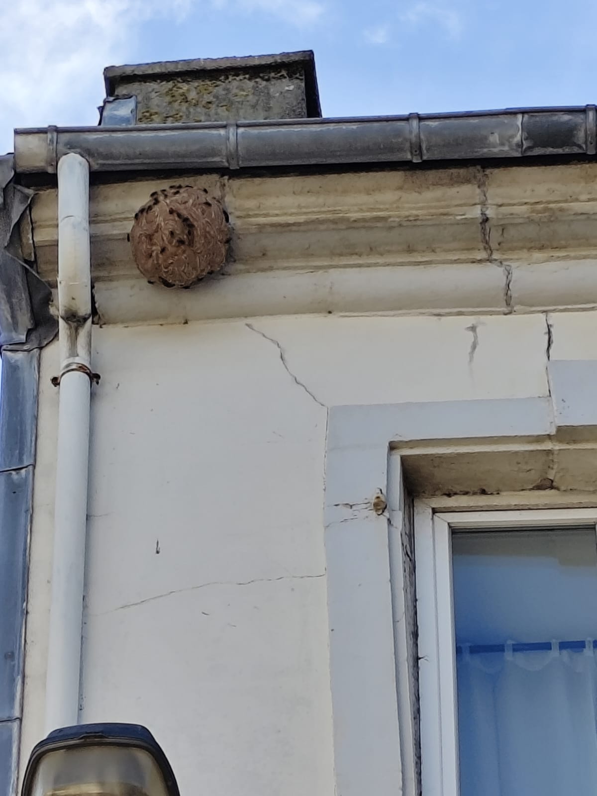 Nid de frelon asiatique à Cherbourg-en-Cotentin (50) — SignalNids