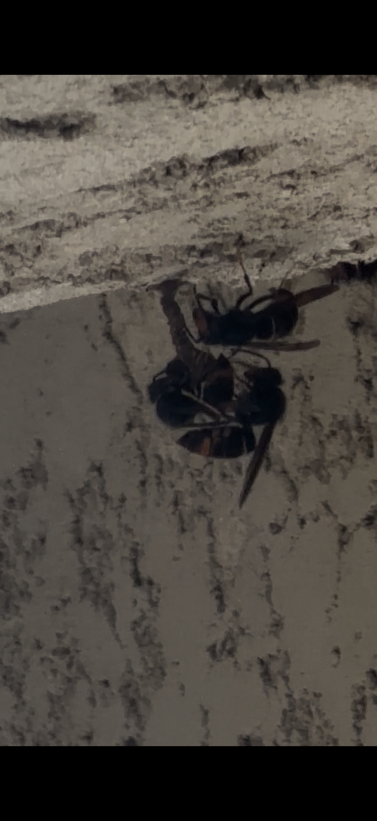Nid de frelon asiatique à Lavalette (11) — SignalNids