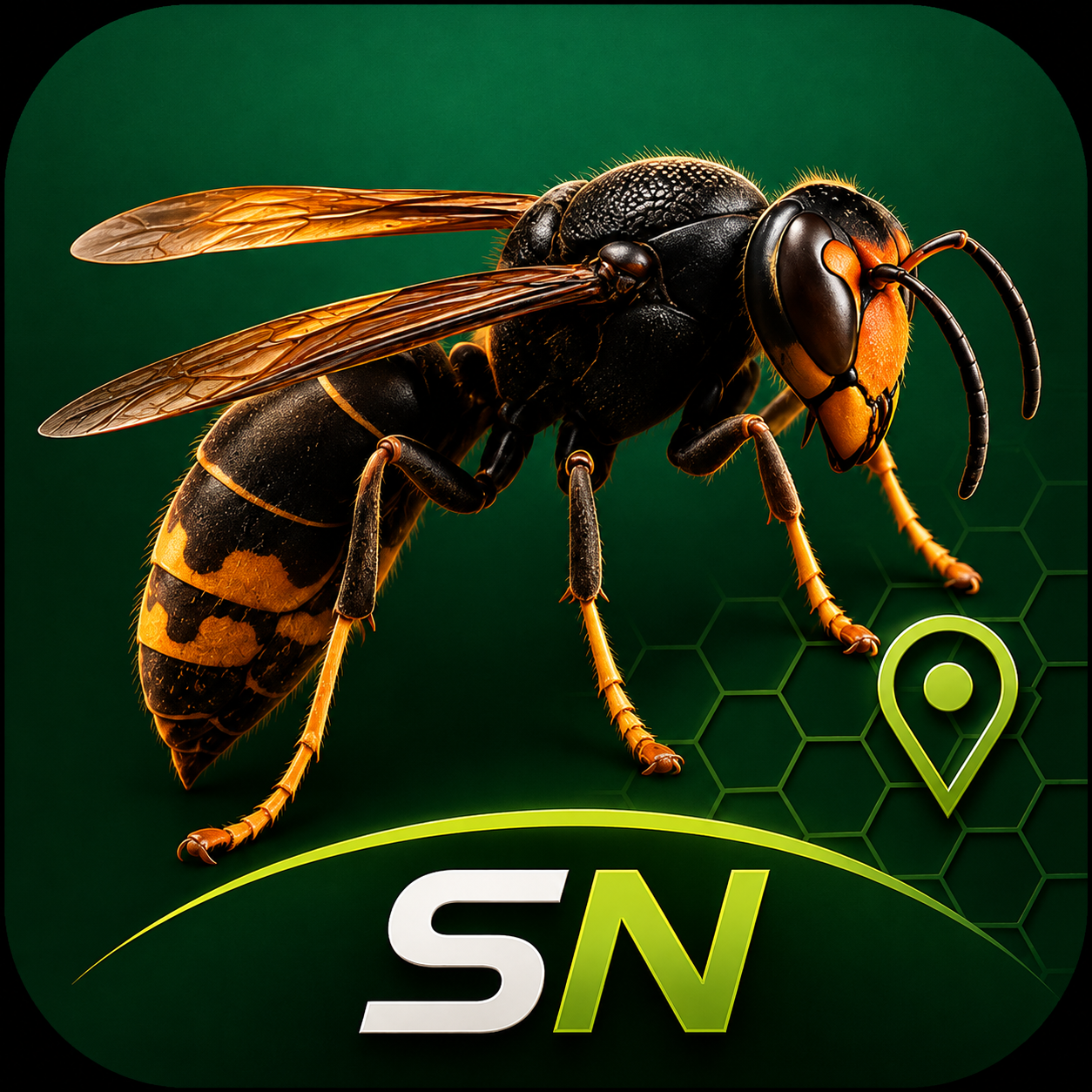 Nid de frelon asiatique à Gruissan (11) — SignalNids
