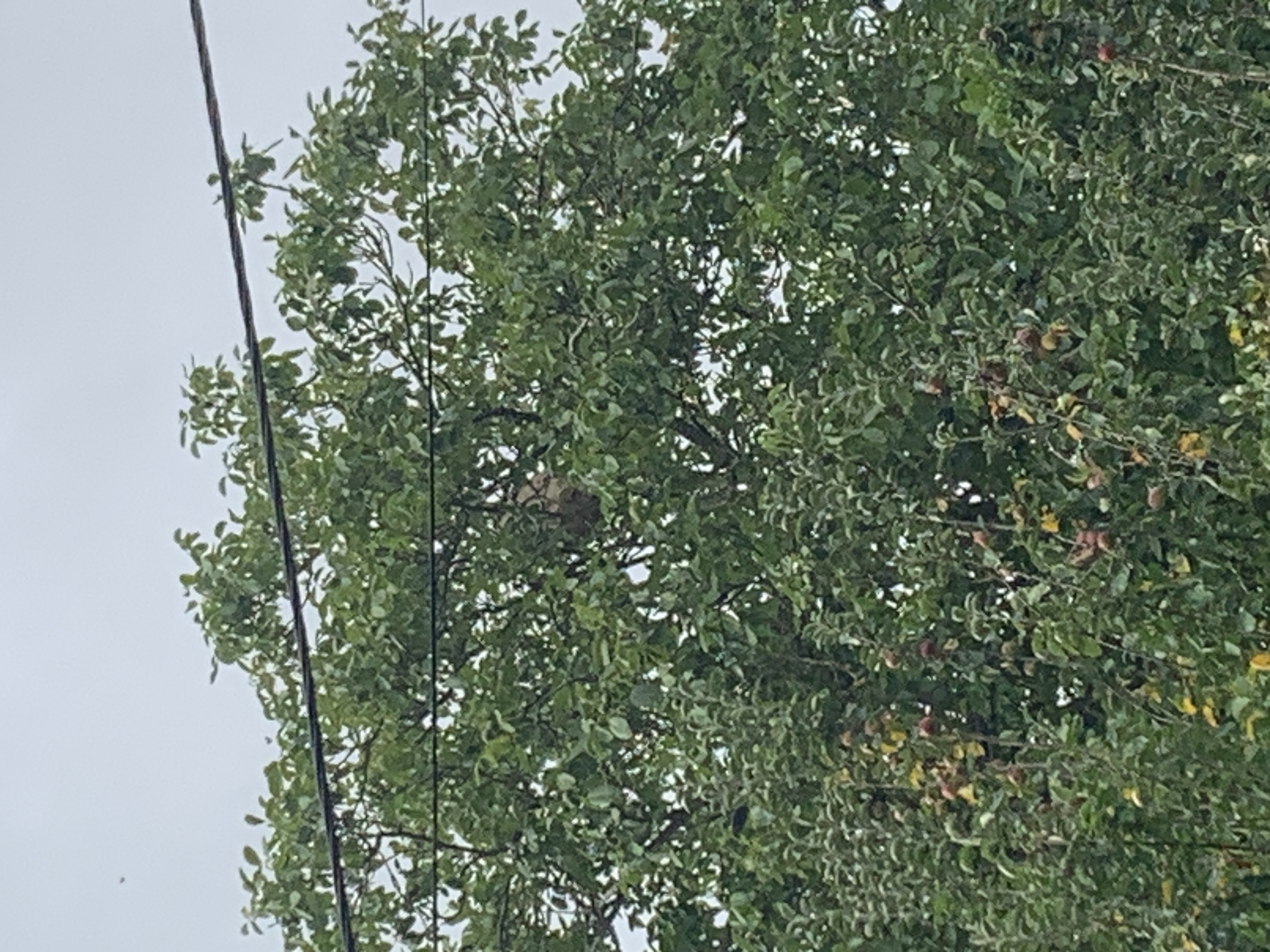 Nid / nuisance à Botlézan (22) — SignalNids