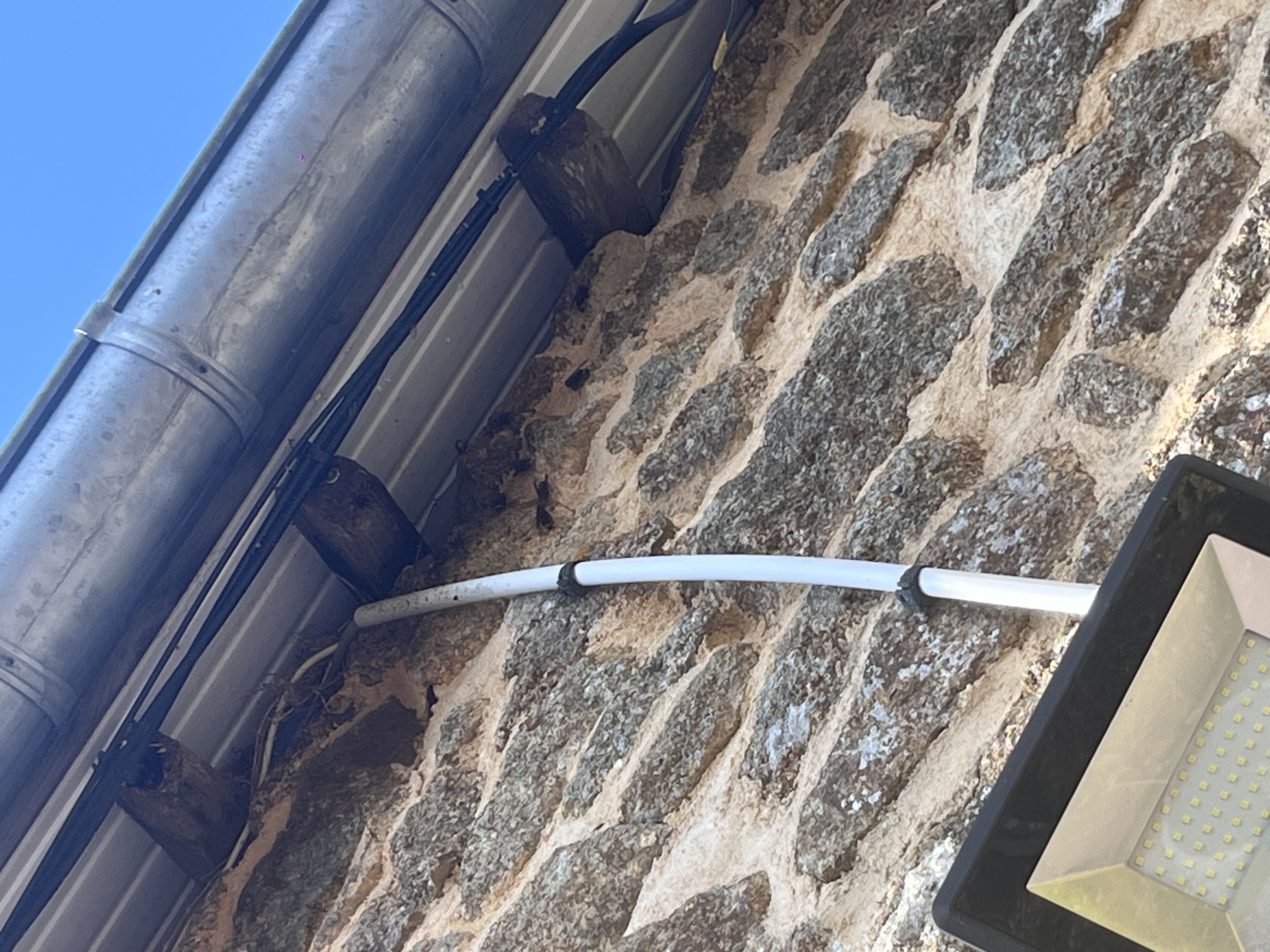 Nid de frelon asiatique à Vimartin-sur-Orthe (53) — SignalNids