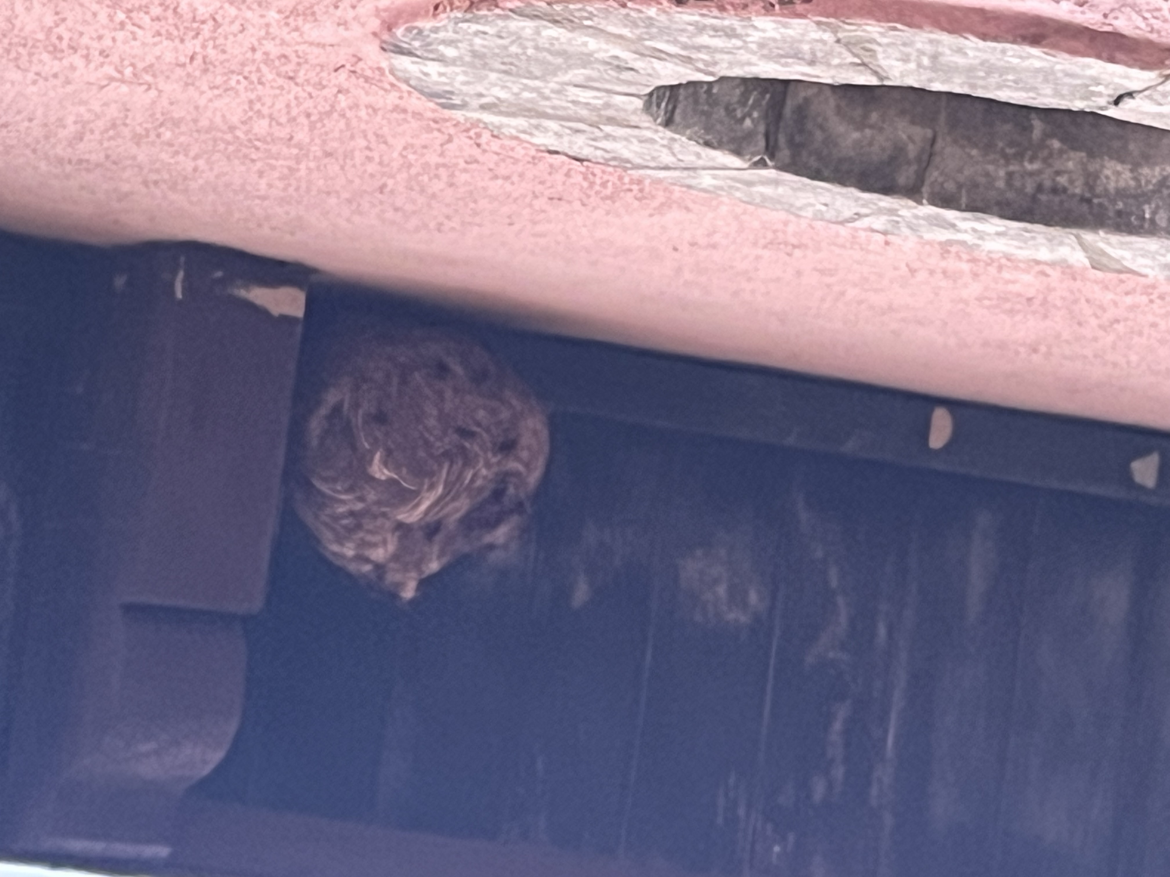 Nid de frelon asiatique à Montpellier (34) — SignalNids