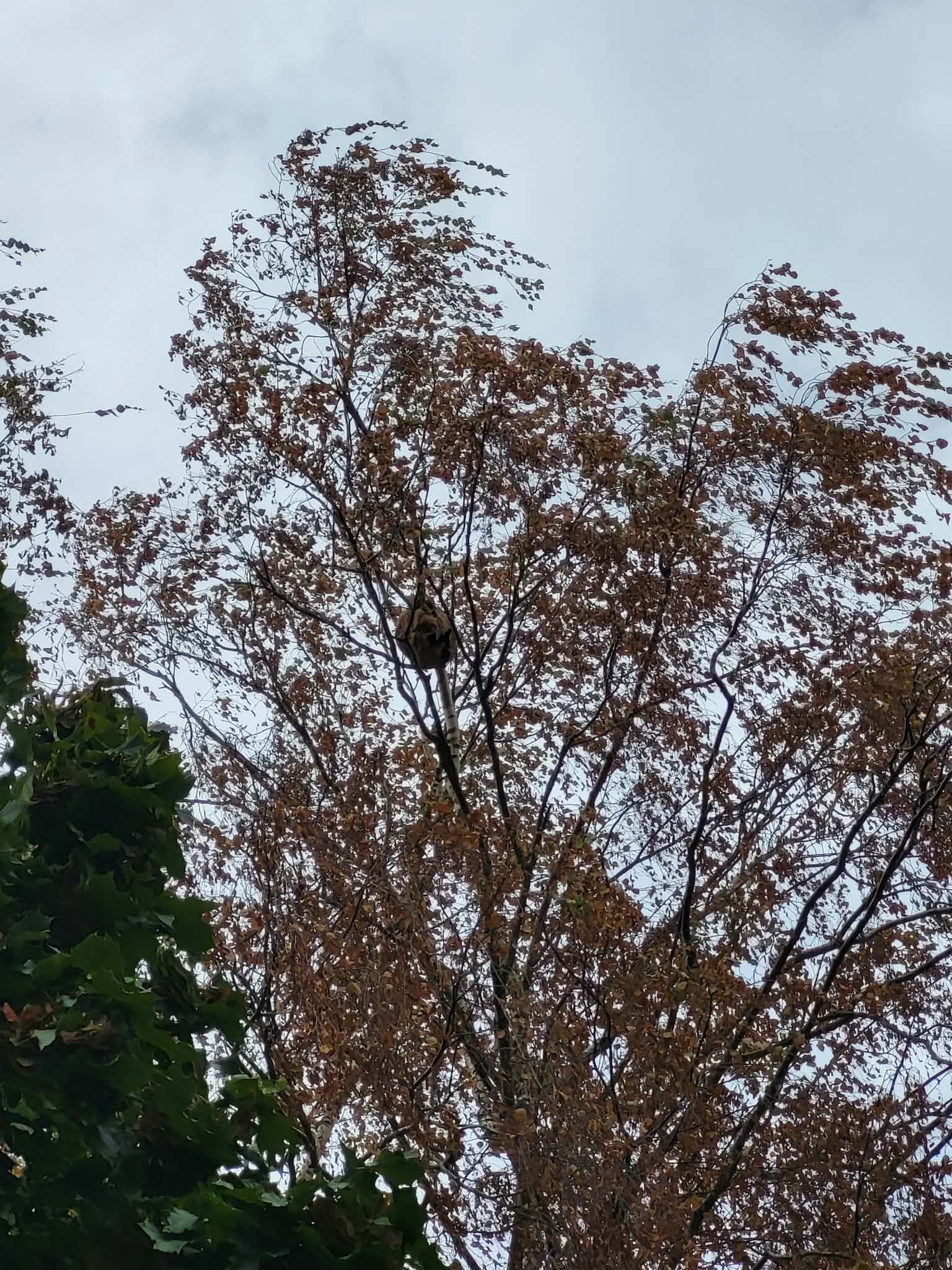 Nid de frelon asiatique à Ludres (54) — SignalNids