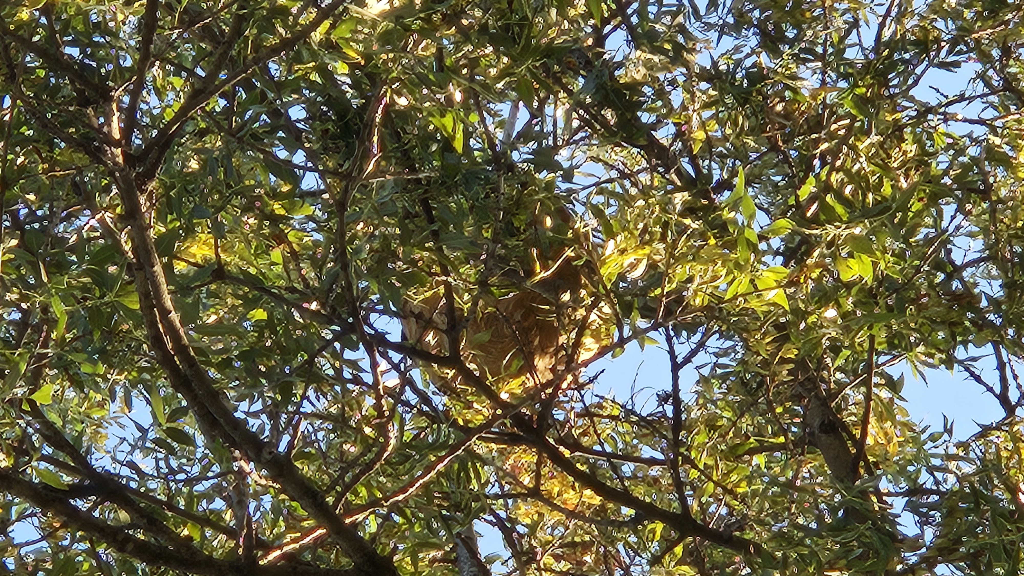 Nid de frelon asiatique à Istres (13) — SignalNids