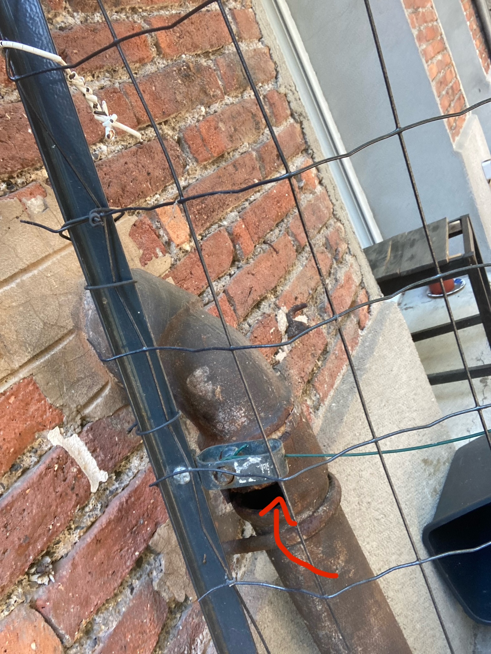 Nid de frelon asiatique à Saint-Étienne (42) — SignalNids
