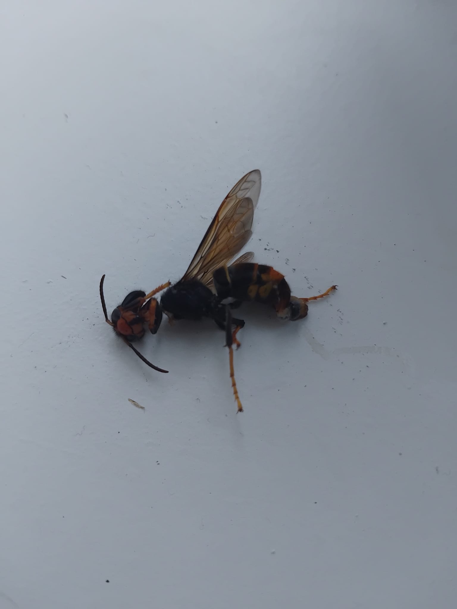 Nid de frelon asiatique à Kerlouan (29) — SignalNids