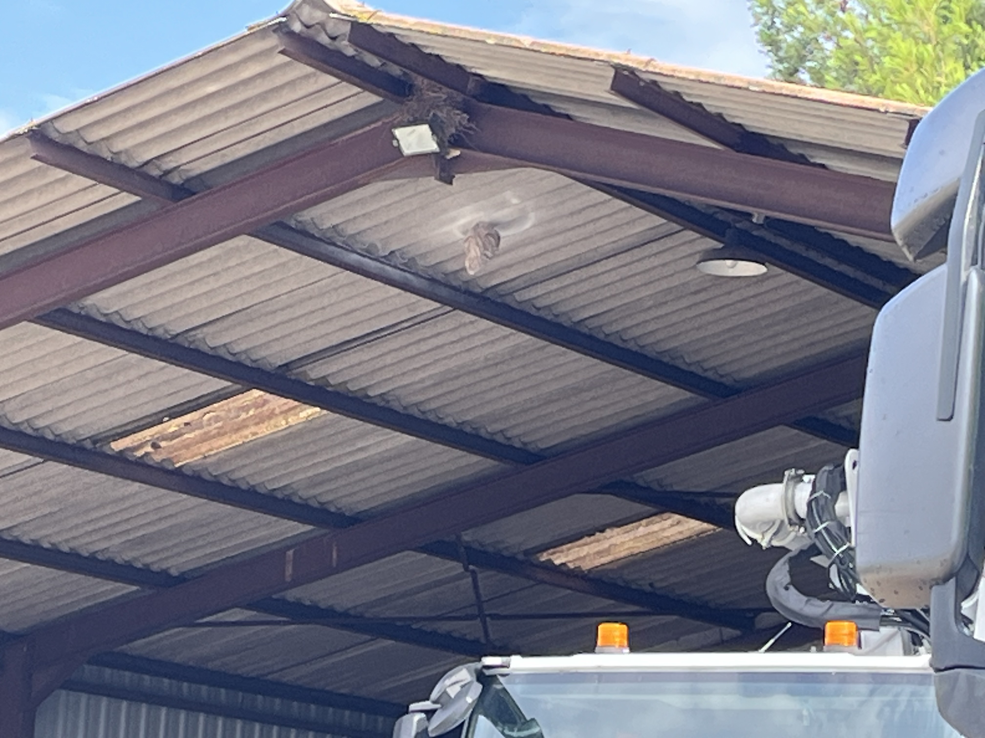 Nid de frelon asiatique à Salaise-sur-Sanne (38) — SignalNids