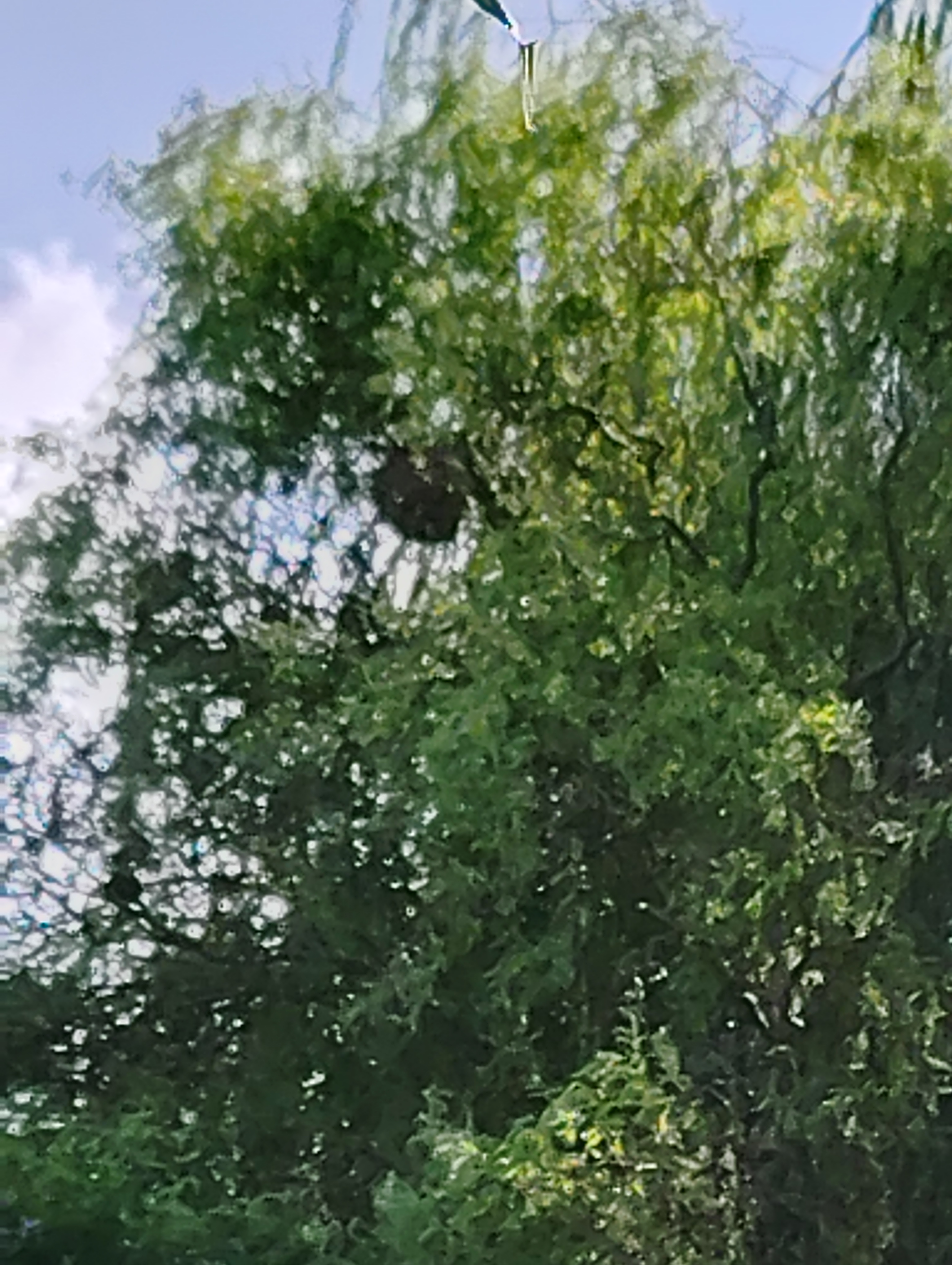 Nid de frelon asiatique à La Rivière-Saint-Sauveur (14) — SignalNids
