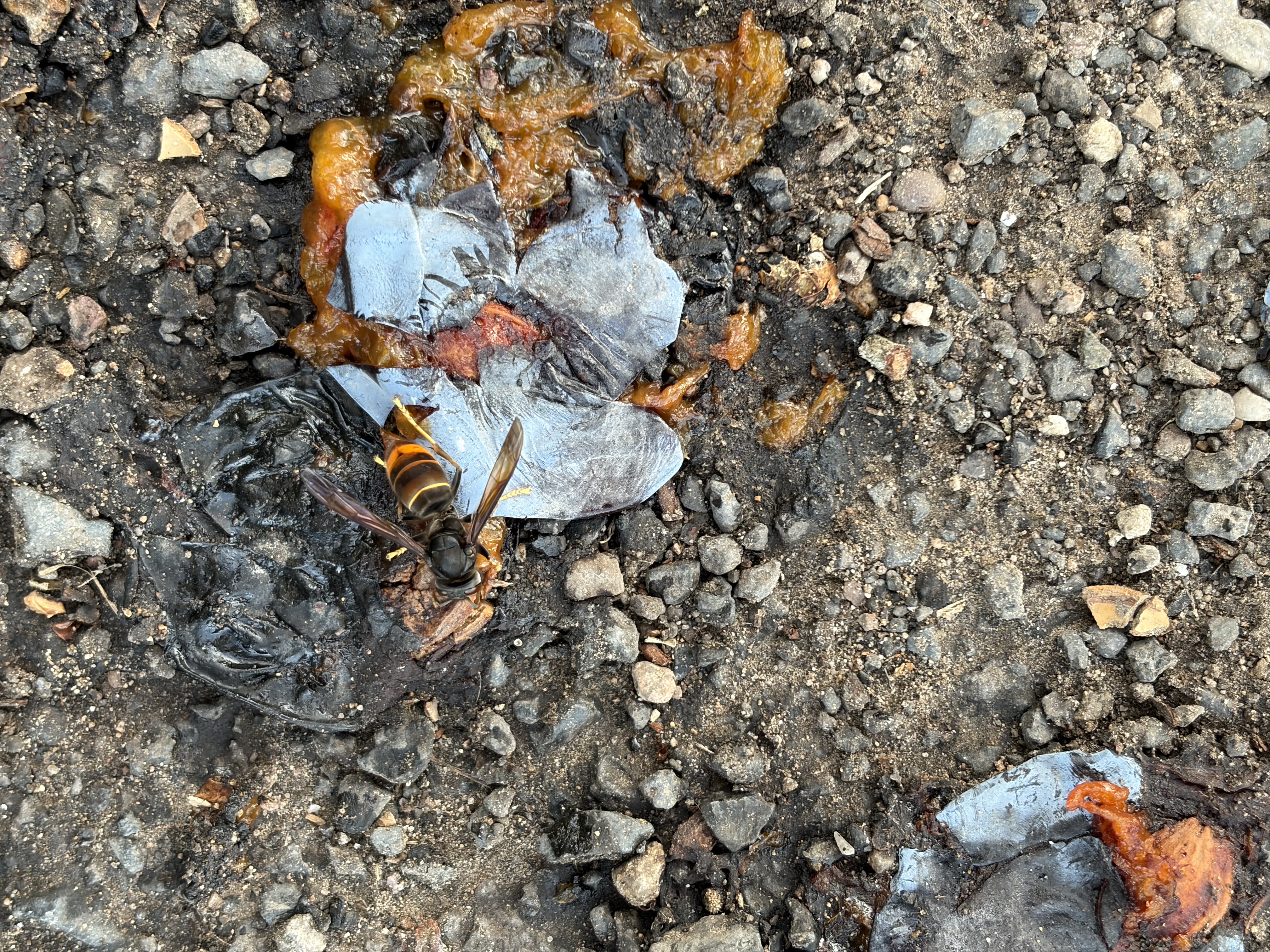 Nid de frelon asiatique à Liverdun (54) — SignalNids