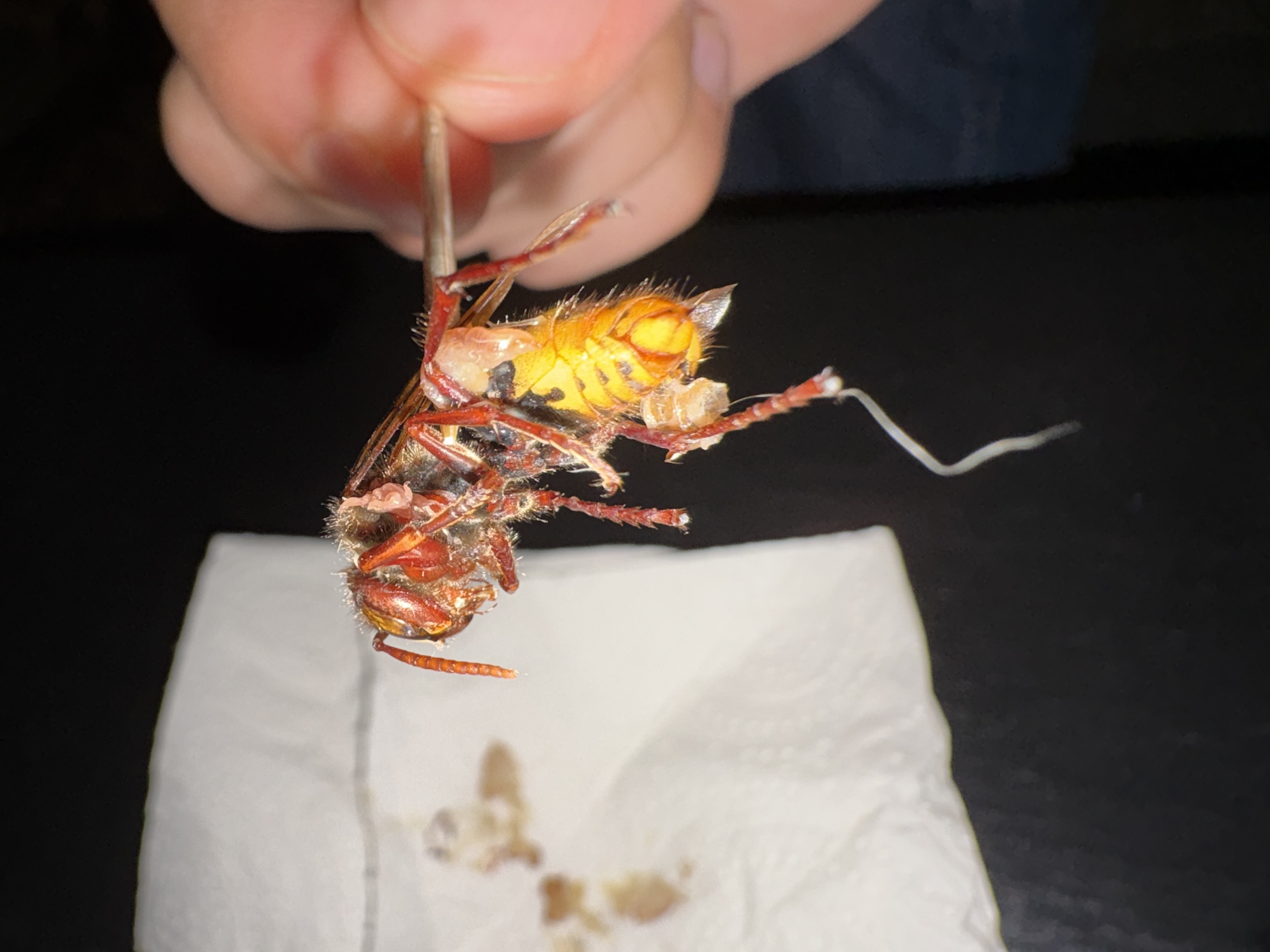 Nid / nuisance à Barby (73) — SignalNids