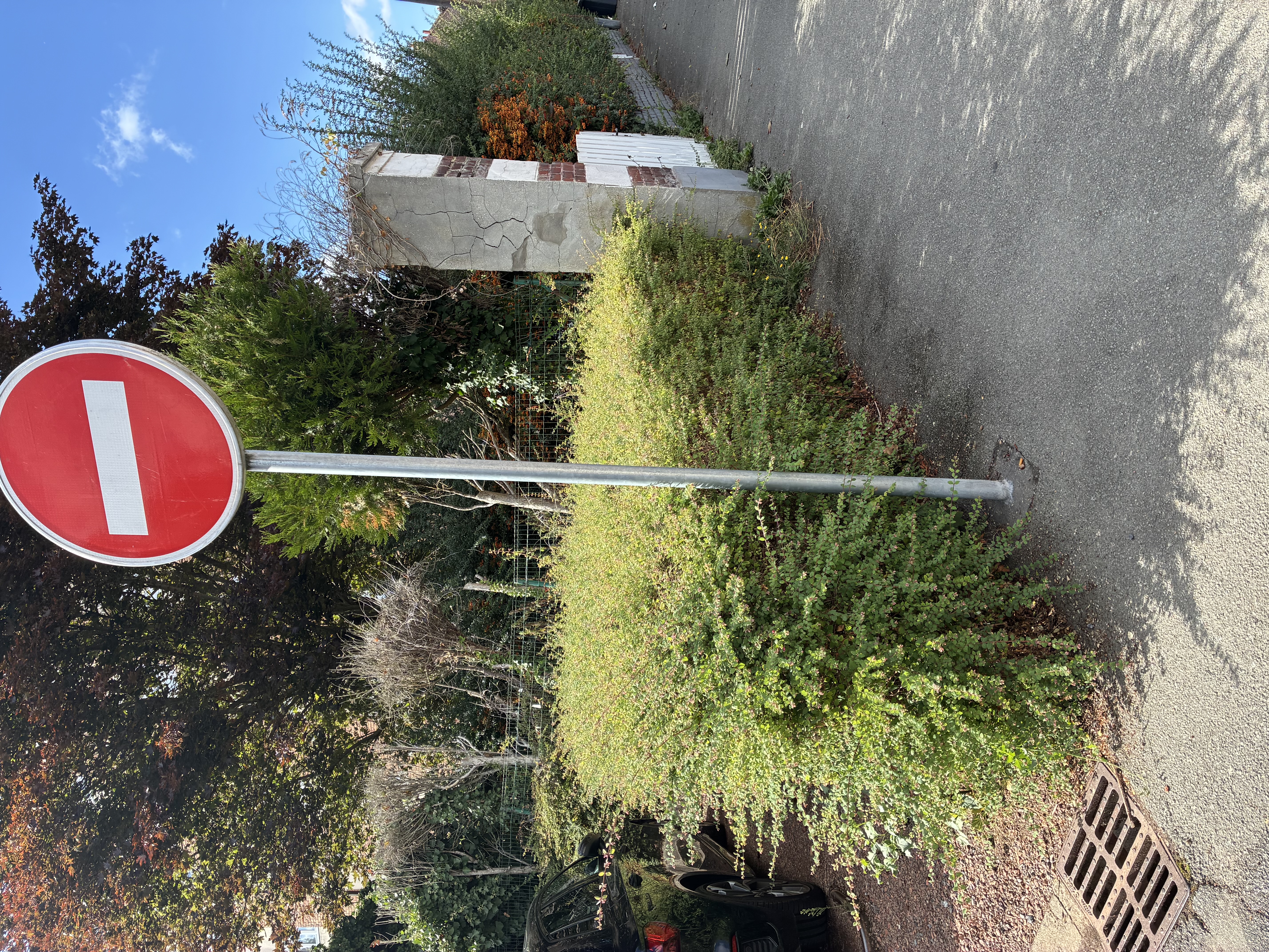 Nid de frelon asiatique à Saint-André-lez-Lille (59) — SignalNids