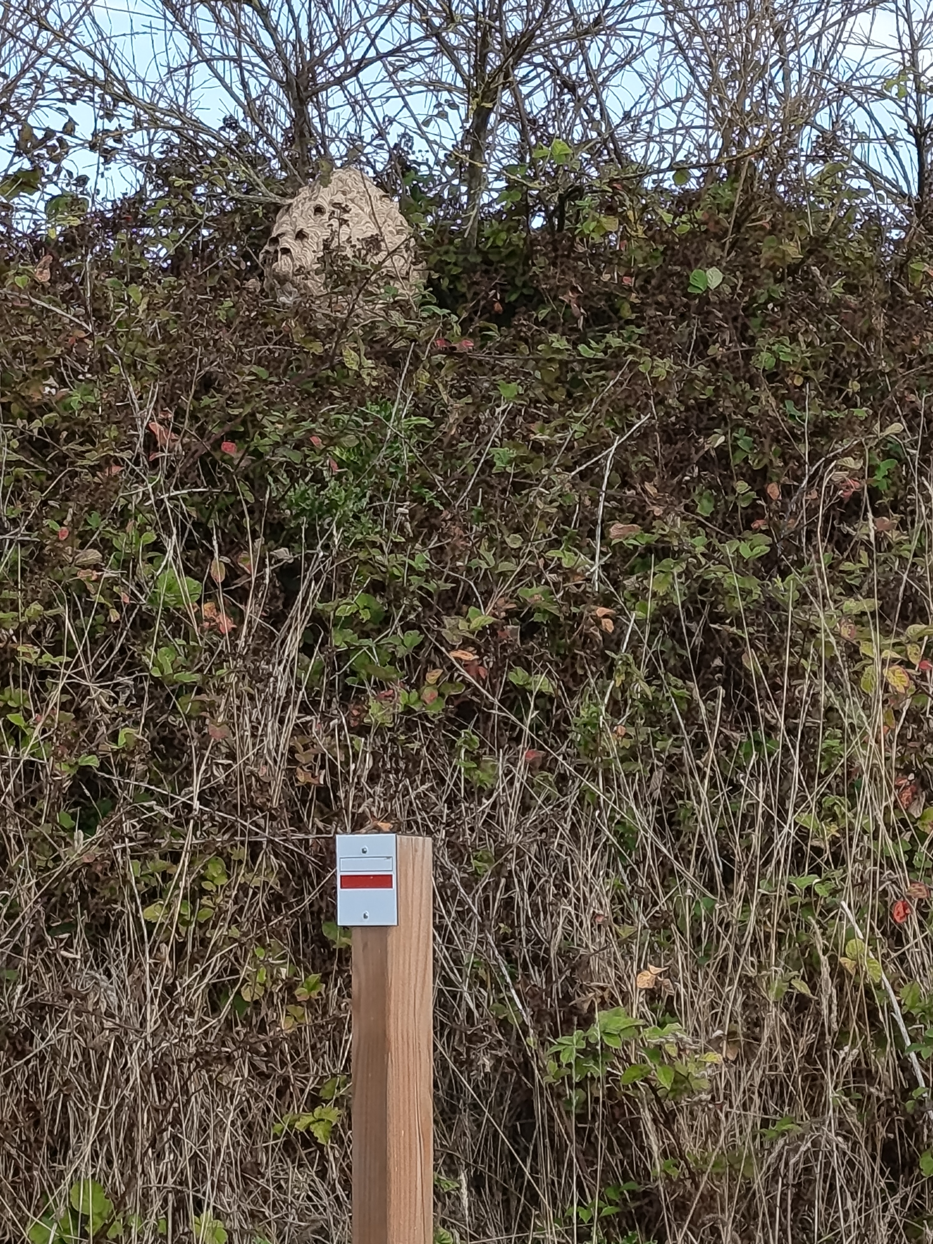 Nid de frelon asiatique à Saint-Pol-de-Léon (29) — SignalNids