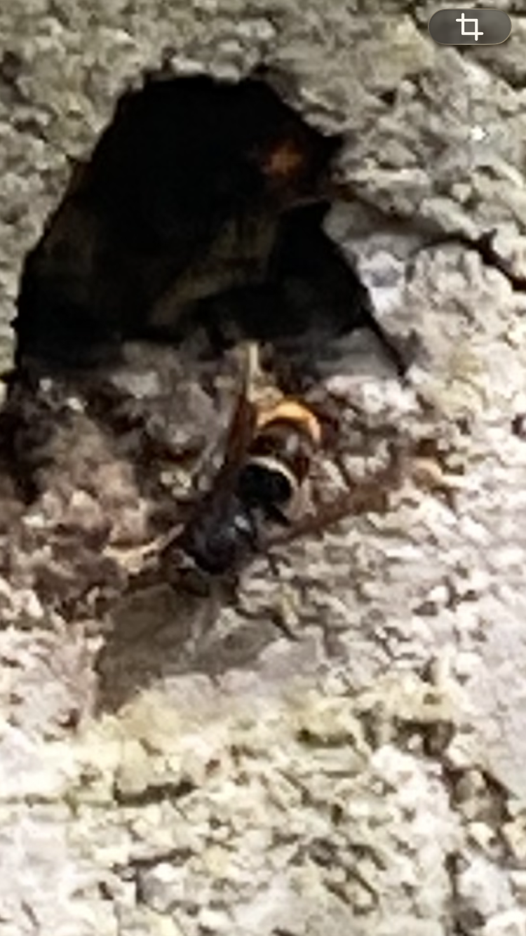 Nid de frelon asiatique à Plélo (22) — SignalNids