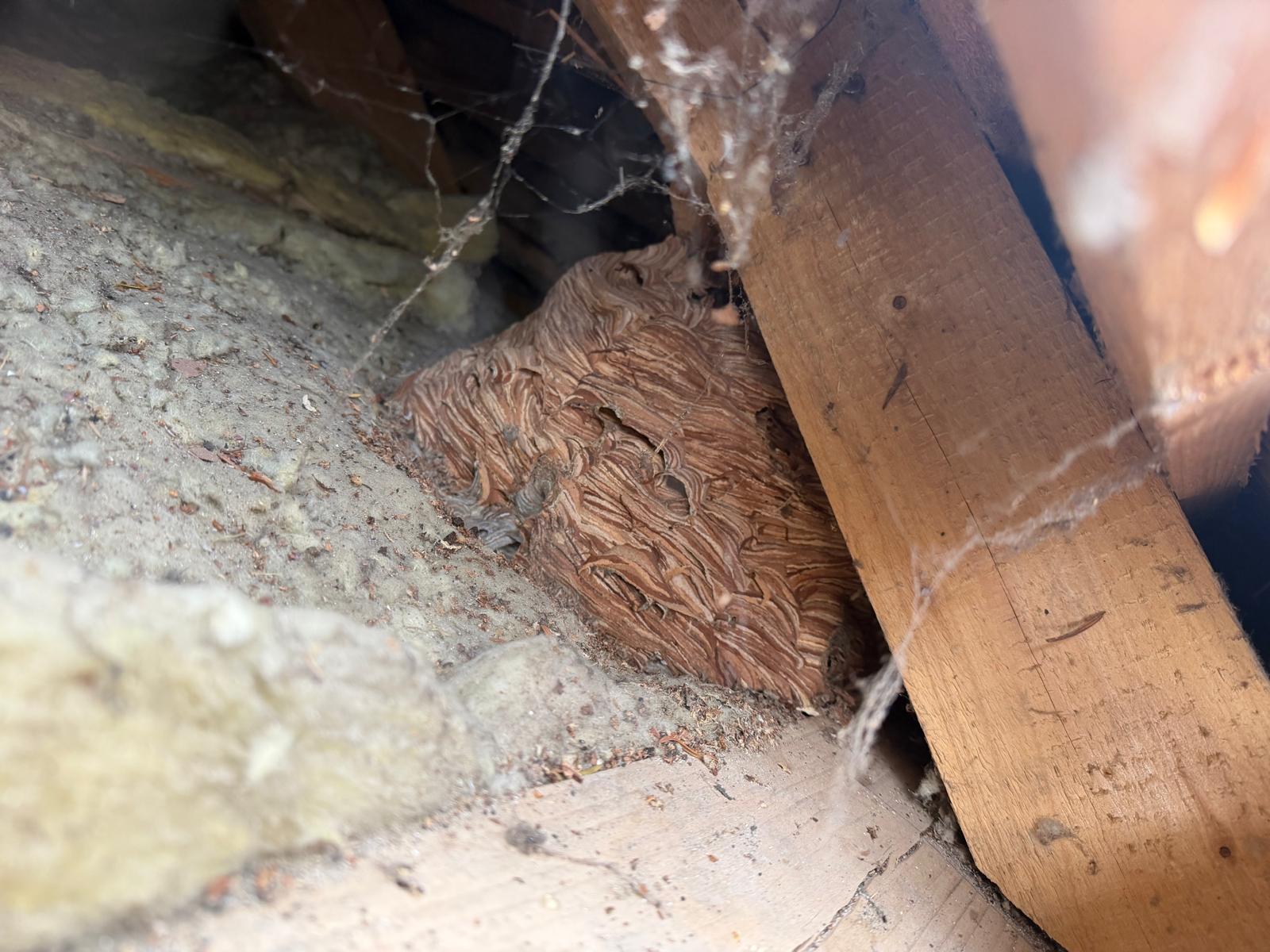 Nid / nuisance à Drusenheim (67) — SignalNids