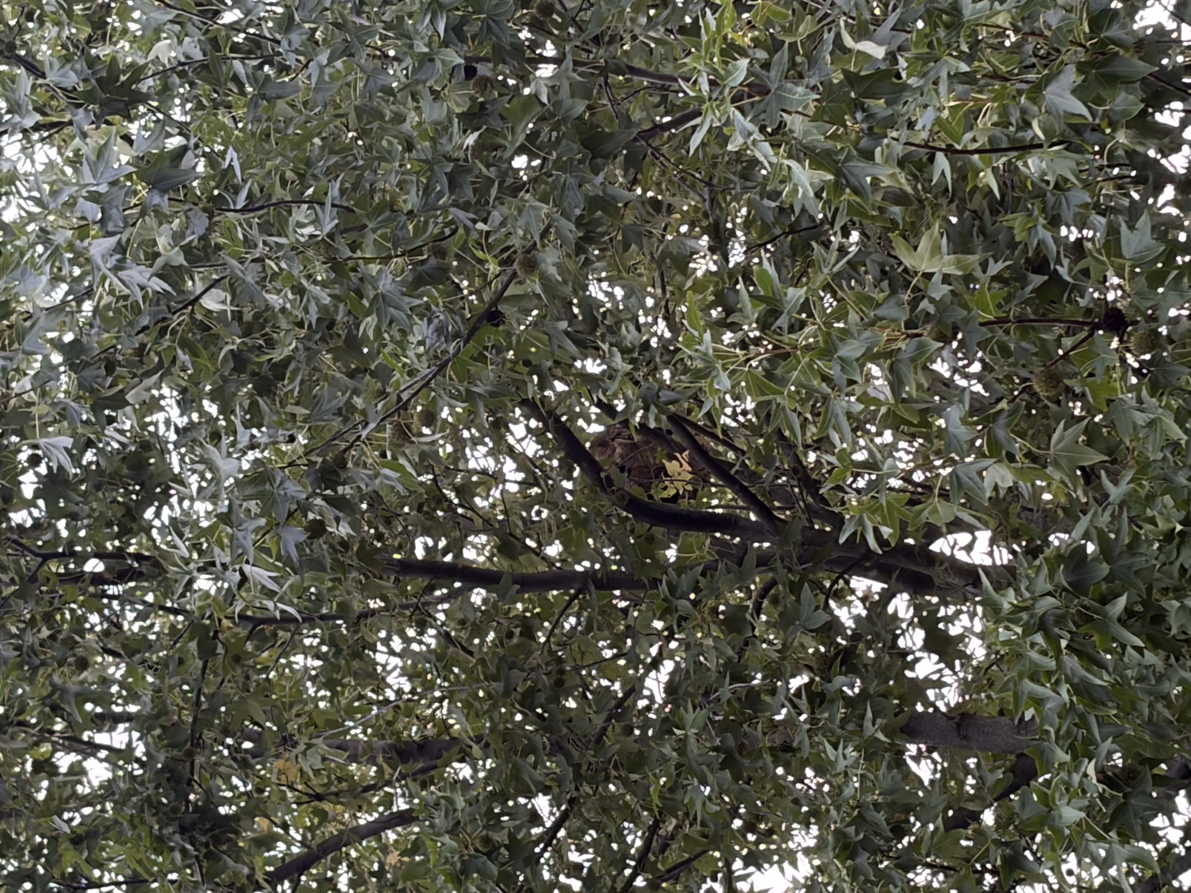 Nid de frelon asiatique à Toulouse (31) — SignalNids