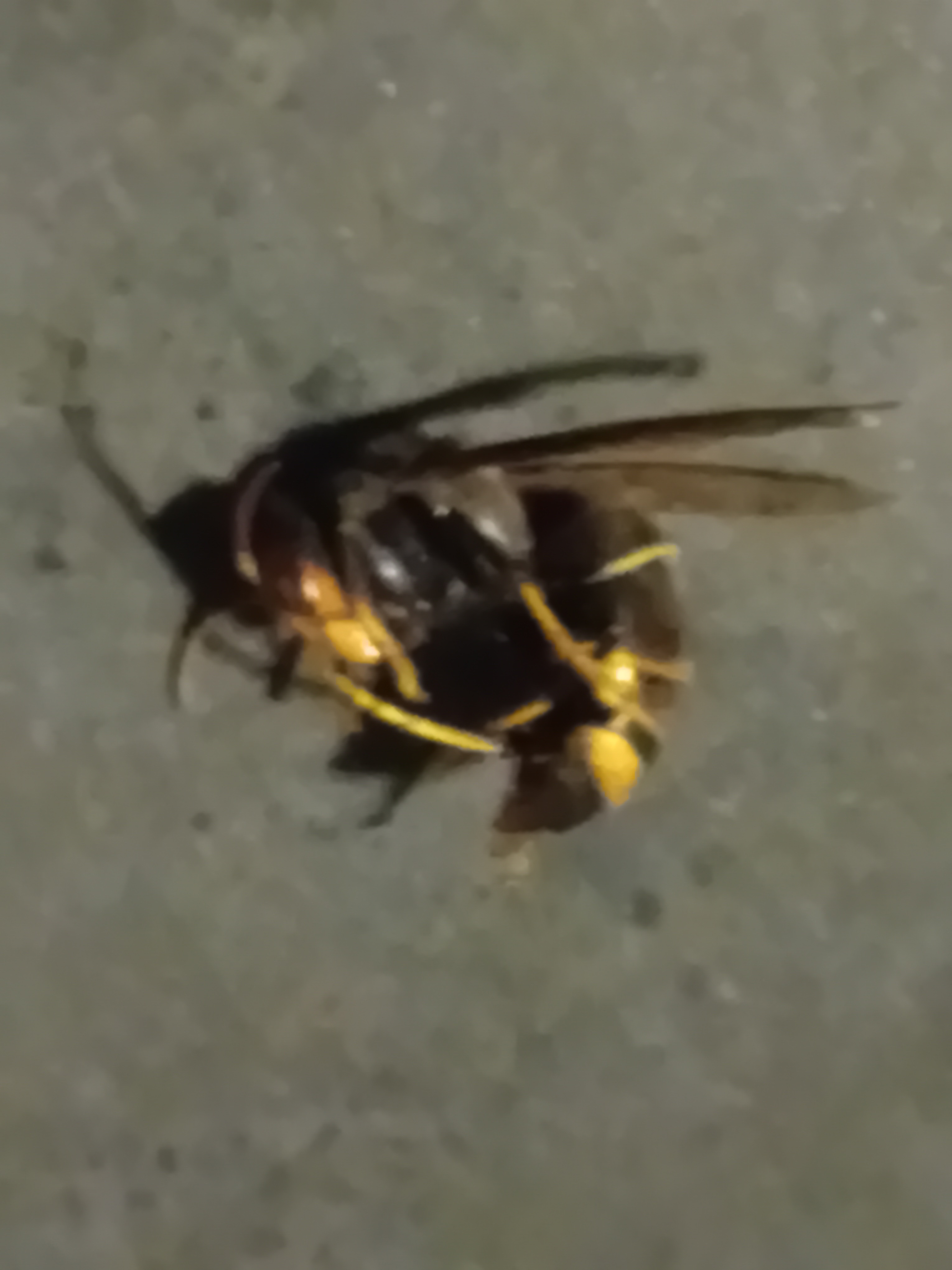 Nid de frelon asiatique à Pouzauges (85) — SignalNids