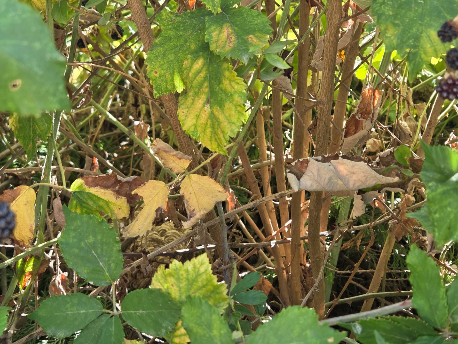 Nid de frelon asiatique à Bourg-en-Bresse (01) — SignalNids