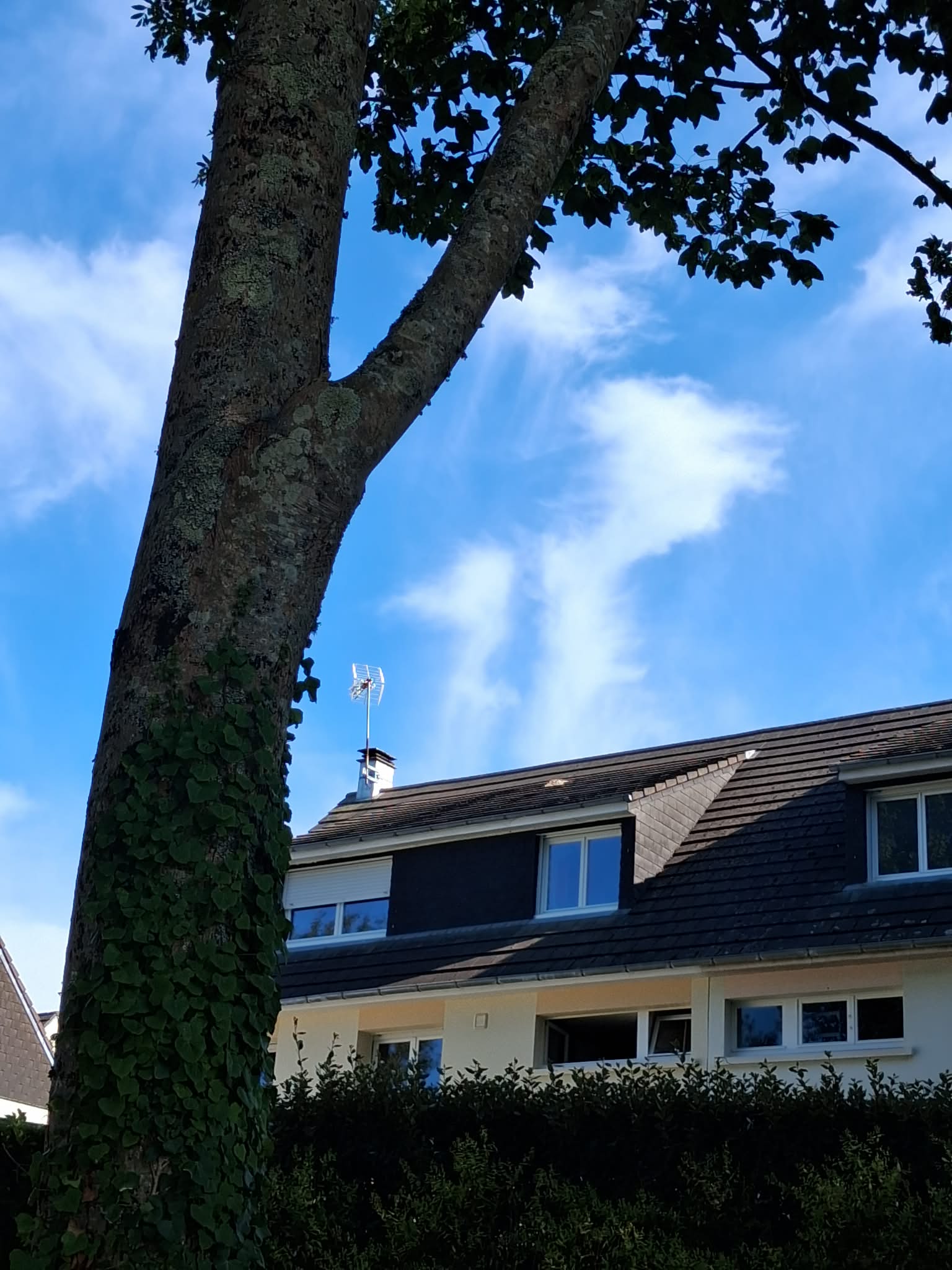 Nid / nuisance à Cherbourg-en-Cotentin (50) — SignalNids