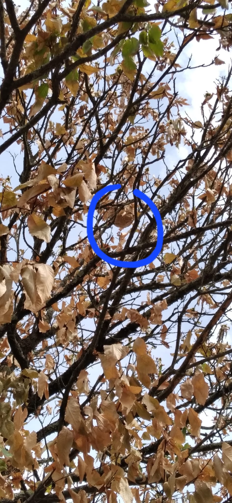 Nid / nuisance à Indre (44) — SignalNids