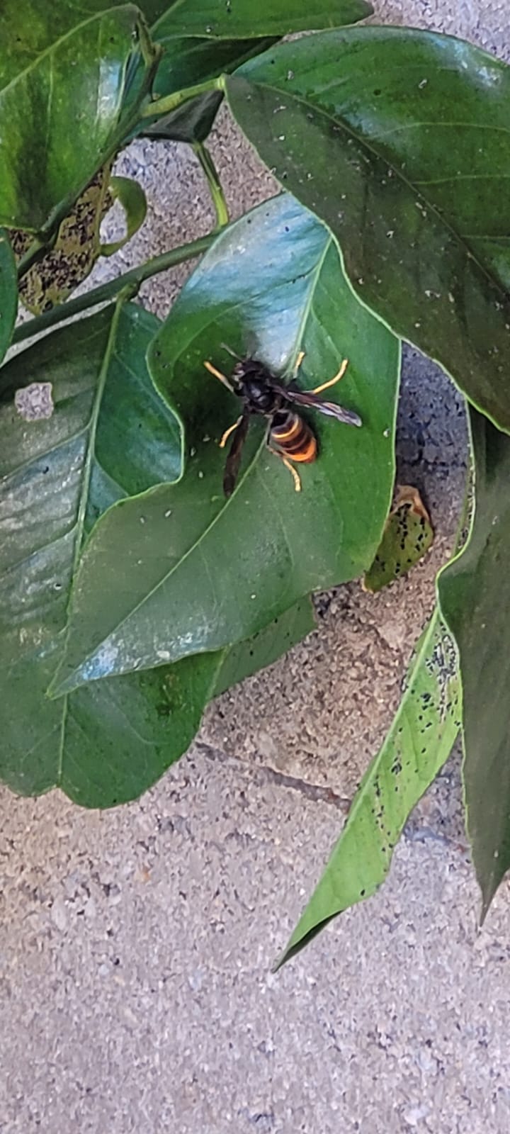 Nid de frelon asiatique à Graveson (13) — SignalNids