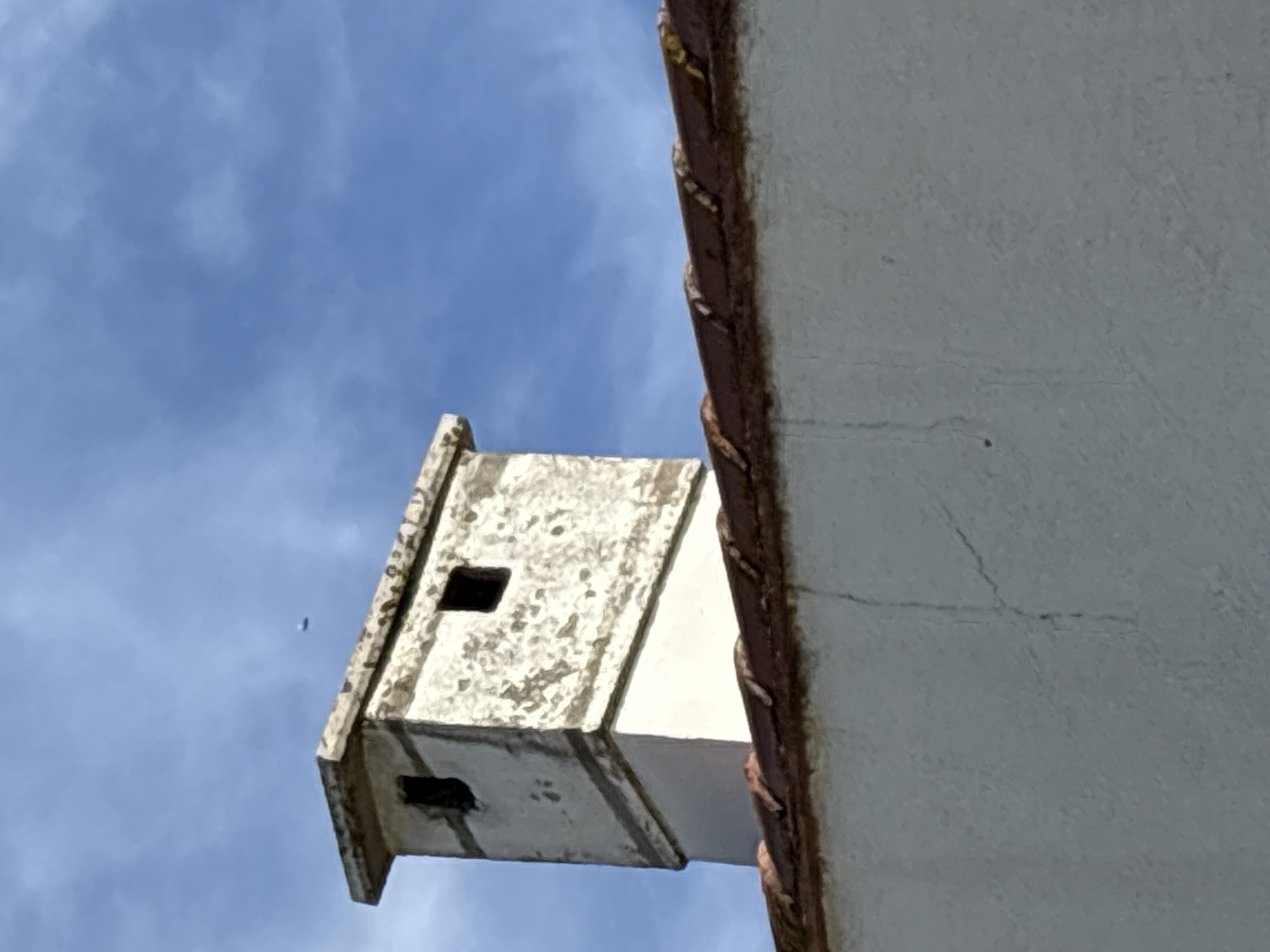 Nid de frelon asiatique à Saint-Georges-d'Orques (34) — SignalNids