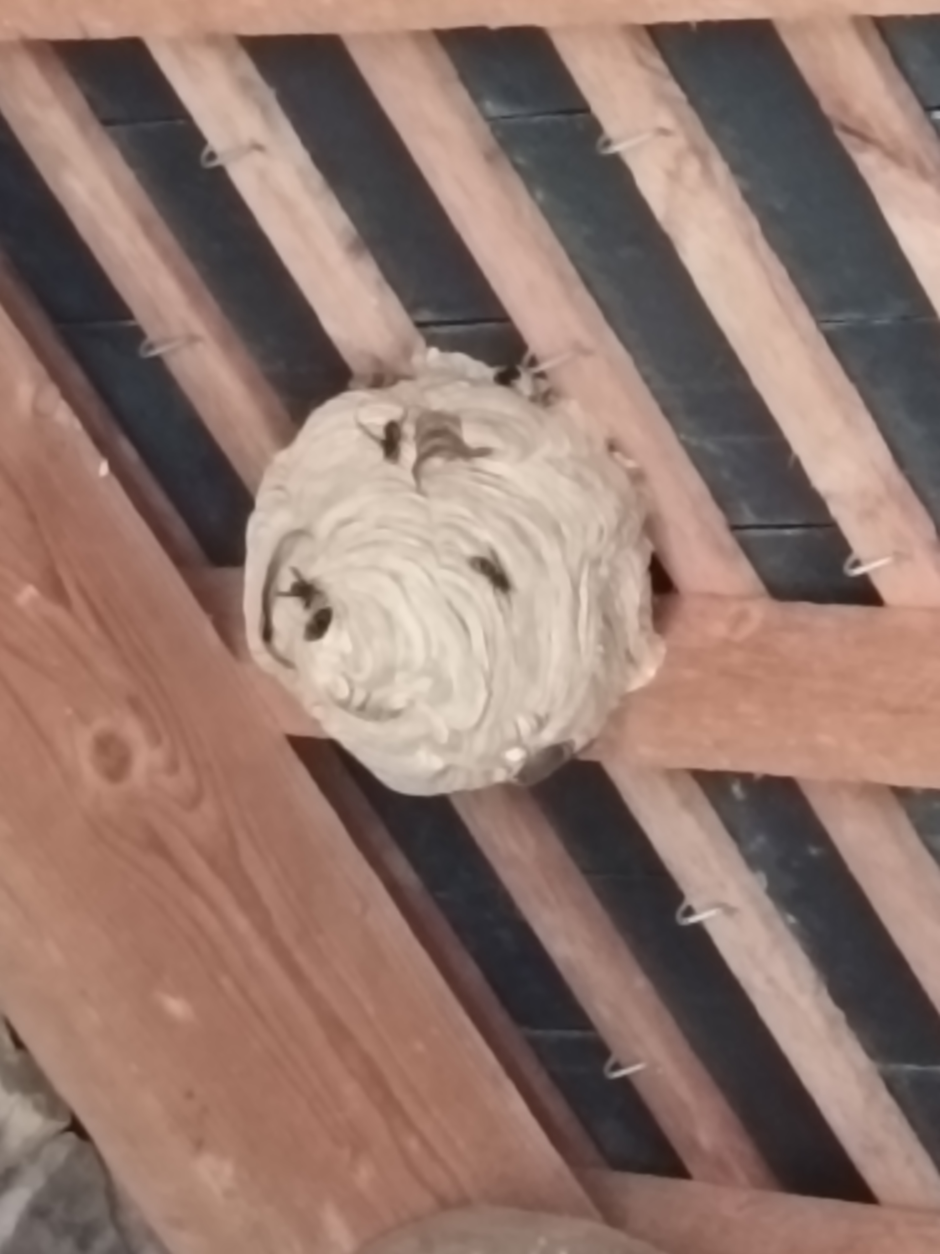 Nid de frelon asiatique à Béganne (56) — SignalNids