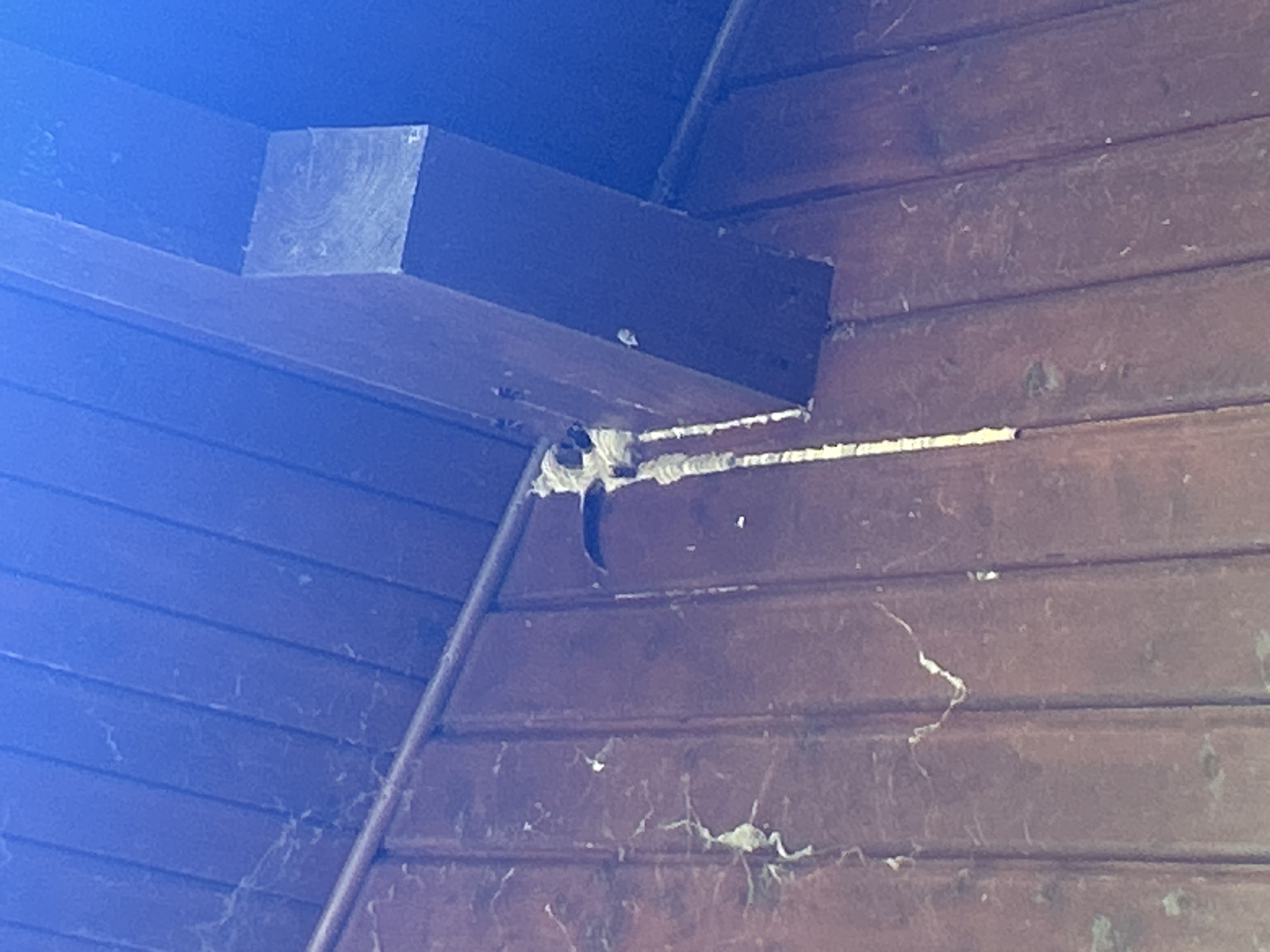 Nid de frelon asiatique à Saint-Vincent-de-Mercuze (38) — SignalNids