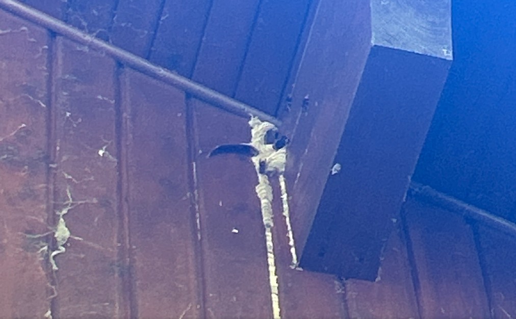Nid de frelon asiatique à Saint-Vincent-de-Mercuze (38) — SignalNids