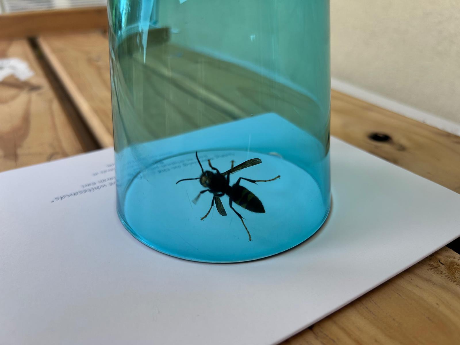 Nid de frelon asiatique à Ramonville-Saint-Agne (31) — SignalNids