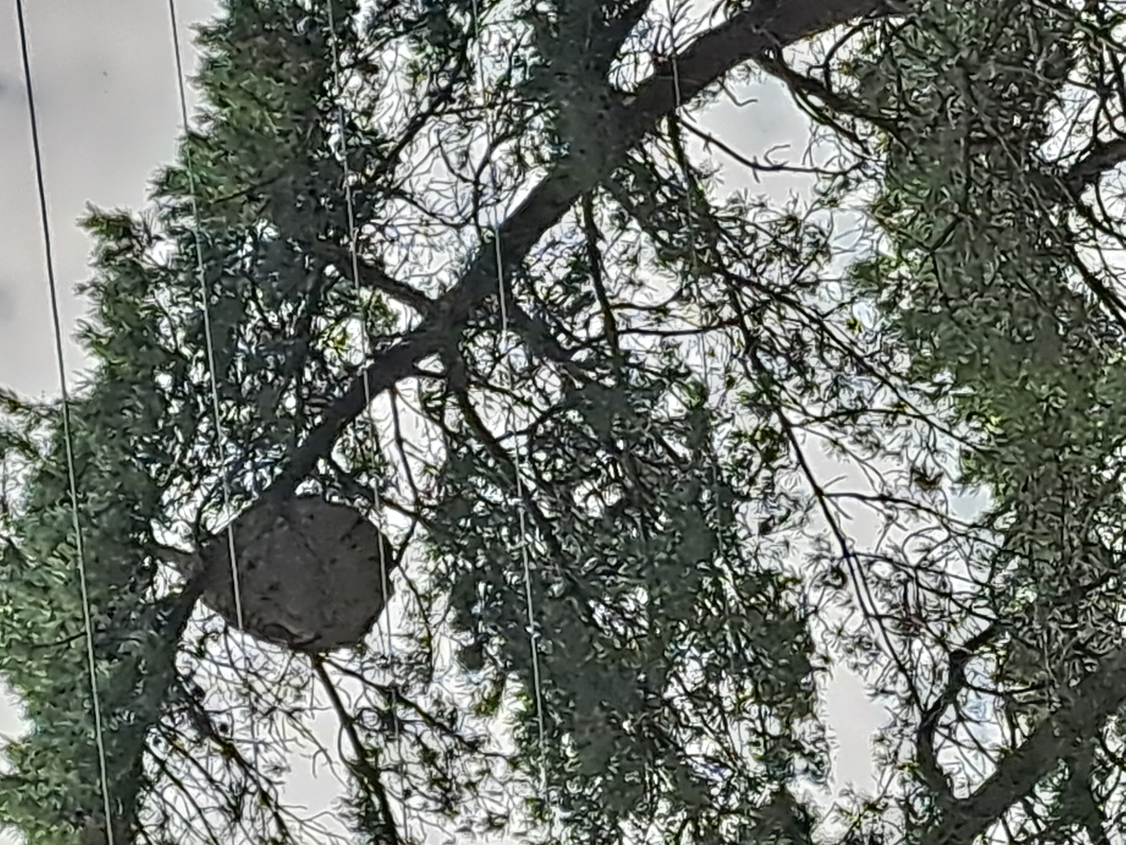 Nid de frelon asiatique à Ergué-Gabéric (29) — SignalNids