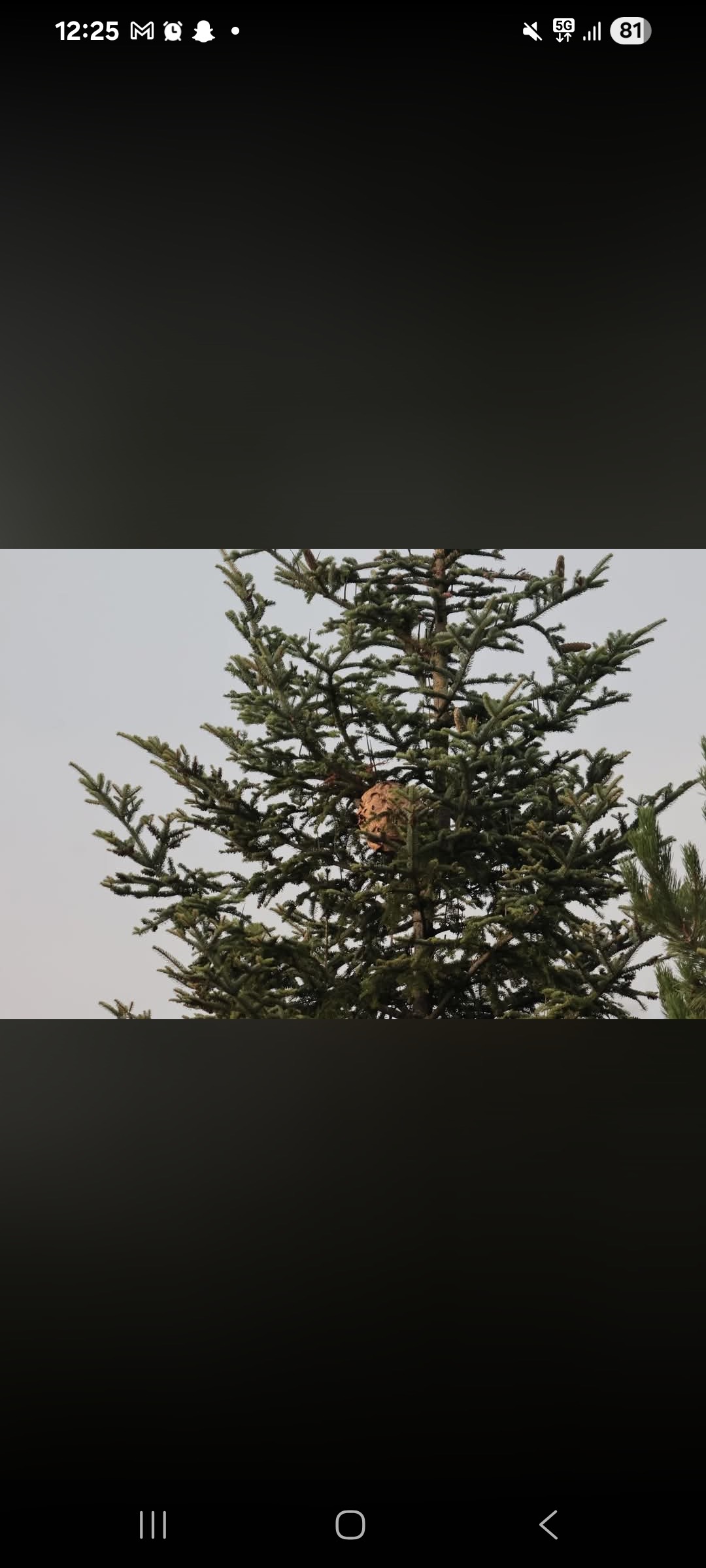 Nid de frelon asiatique à Fléville-devant-Nancy (54) — SignalNids