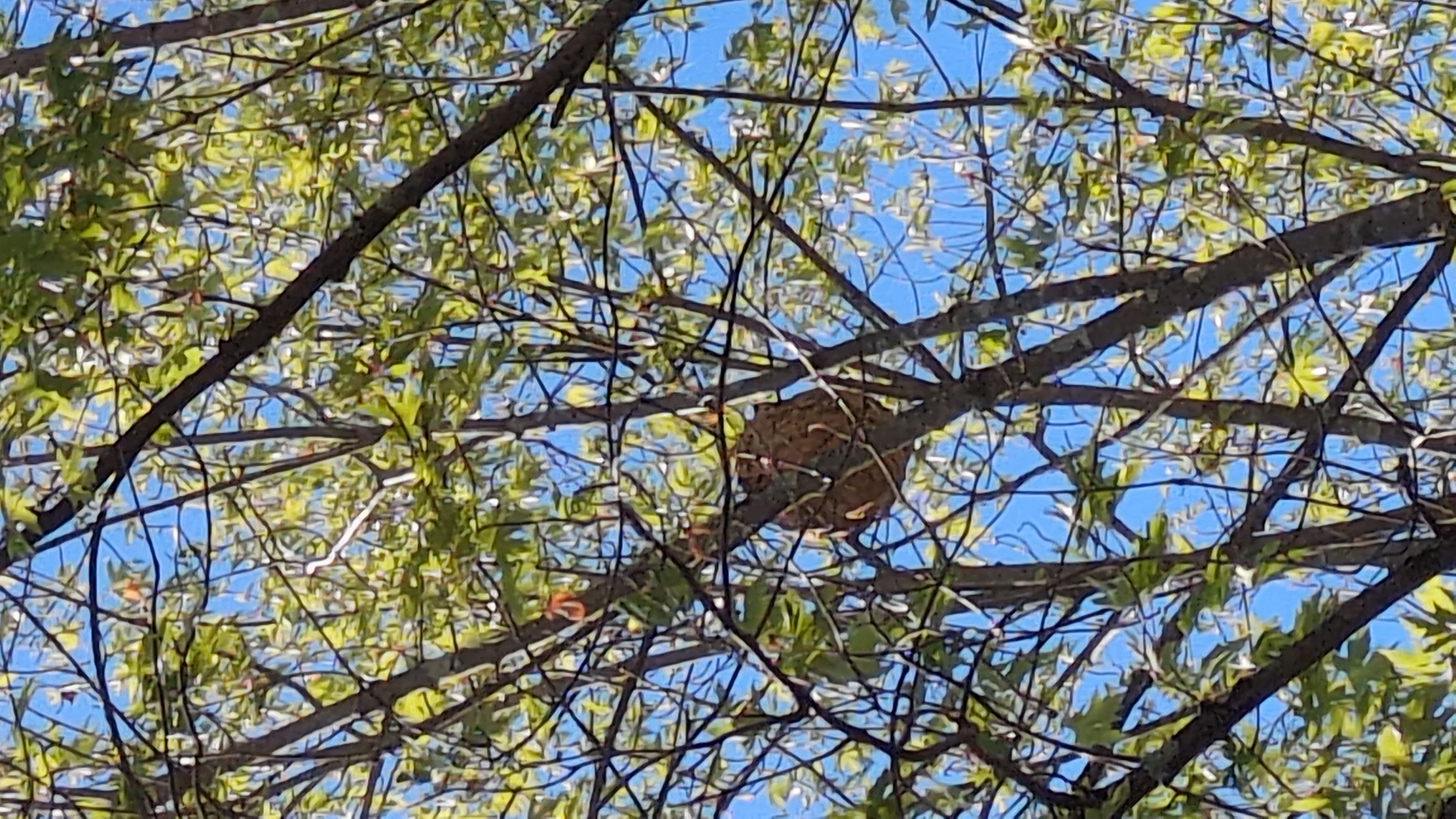 Nid de frelon asiatique à Bordeaux (33) — SignalNids