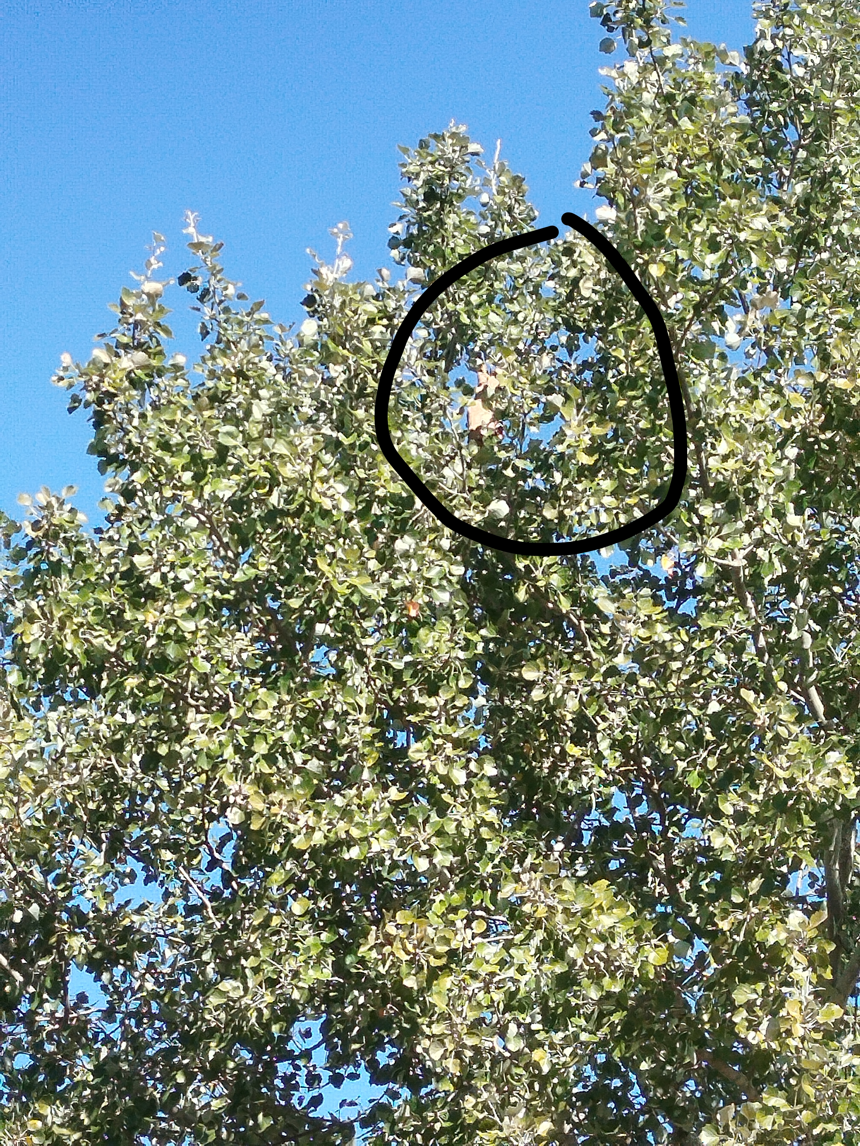 Nid de frelon asiatique à Palaja (11) — SignalNids