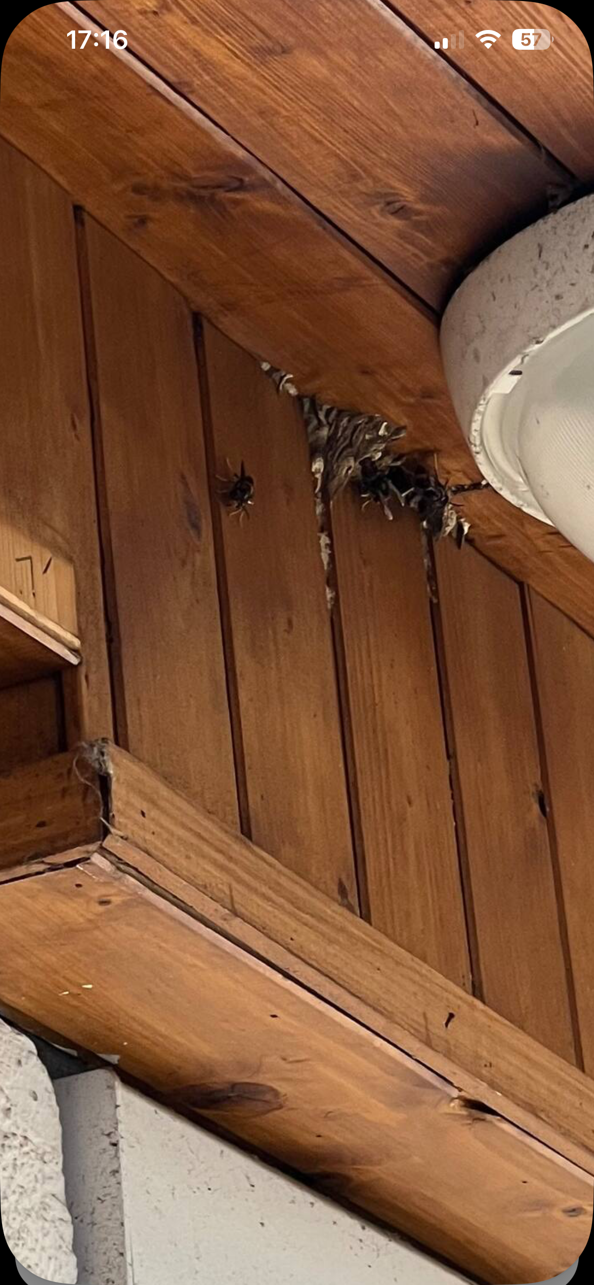 Nid de frelon asiatique à Annecy (74) — SignalNids