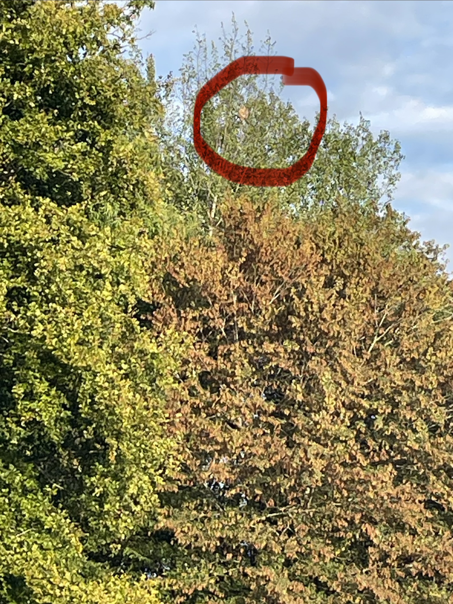 Nid de frelon asiatique à Seilhac (19) — SignalNids