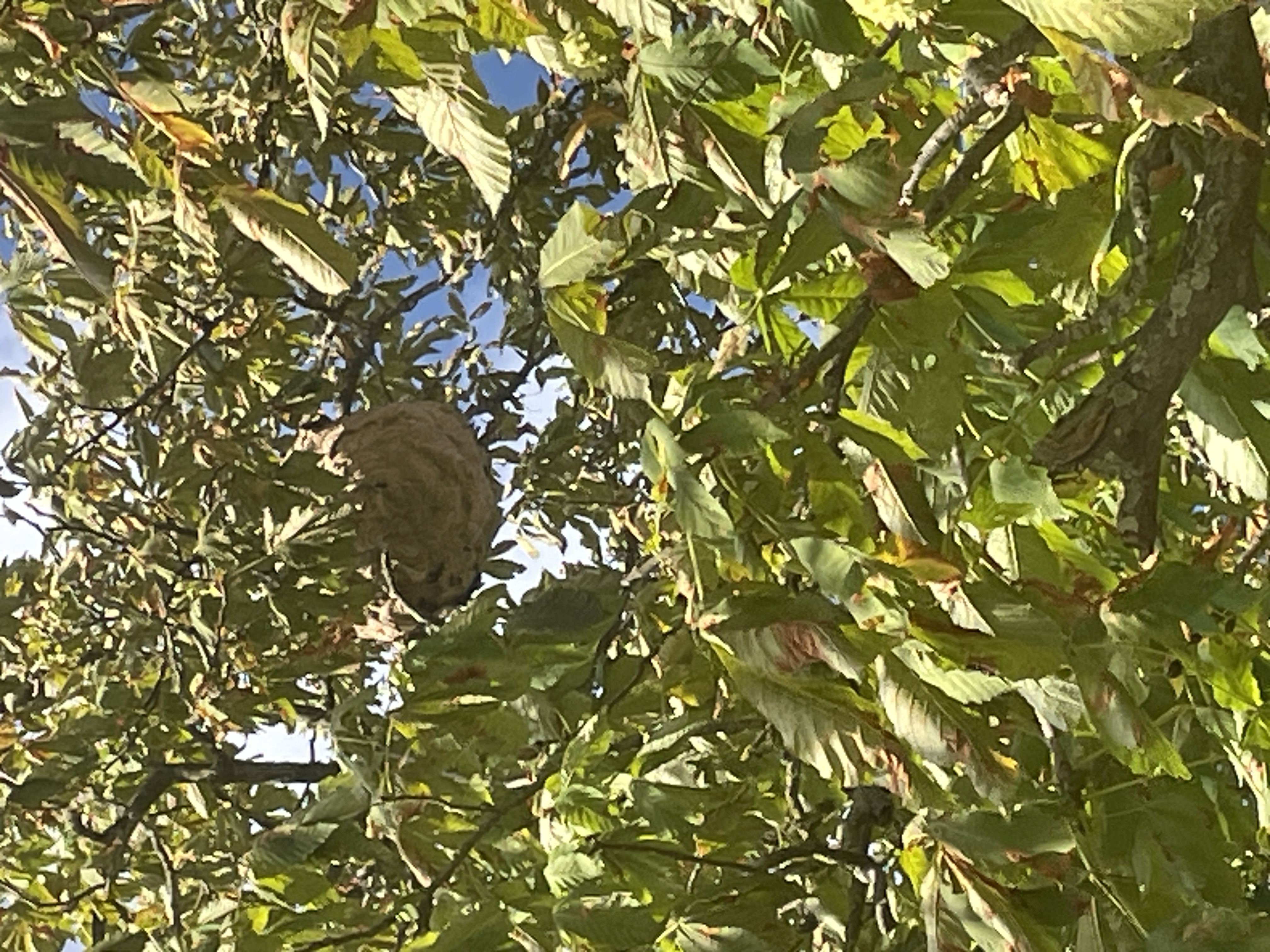 Nid de frelon asiatique à Saint-Pierre-en-Auge (14) — SignalNids