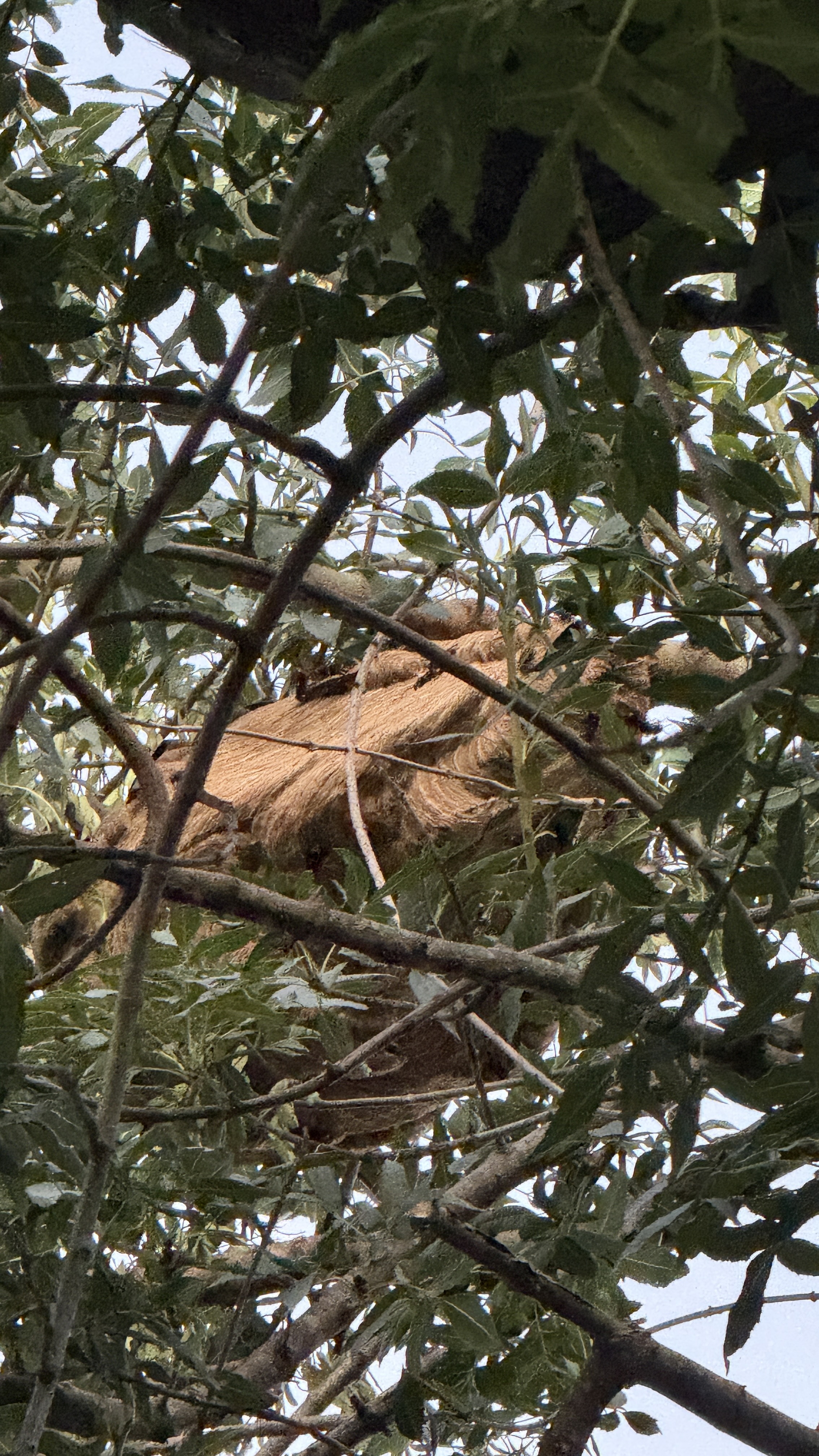 Nid de frelon asiatique à Valbonne (06) — SignalNids