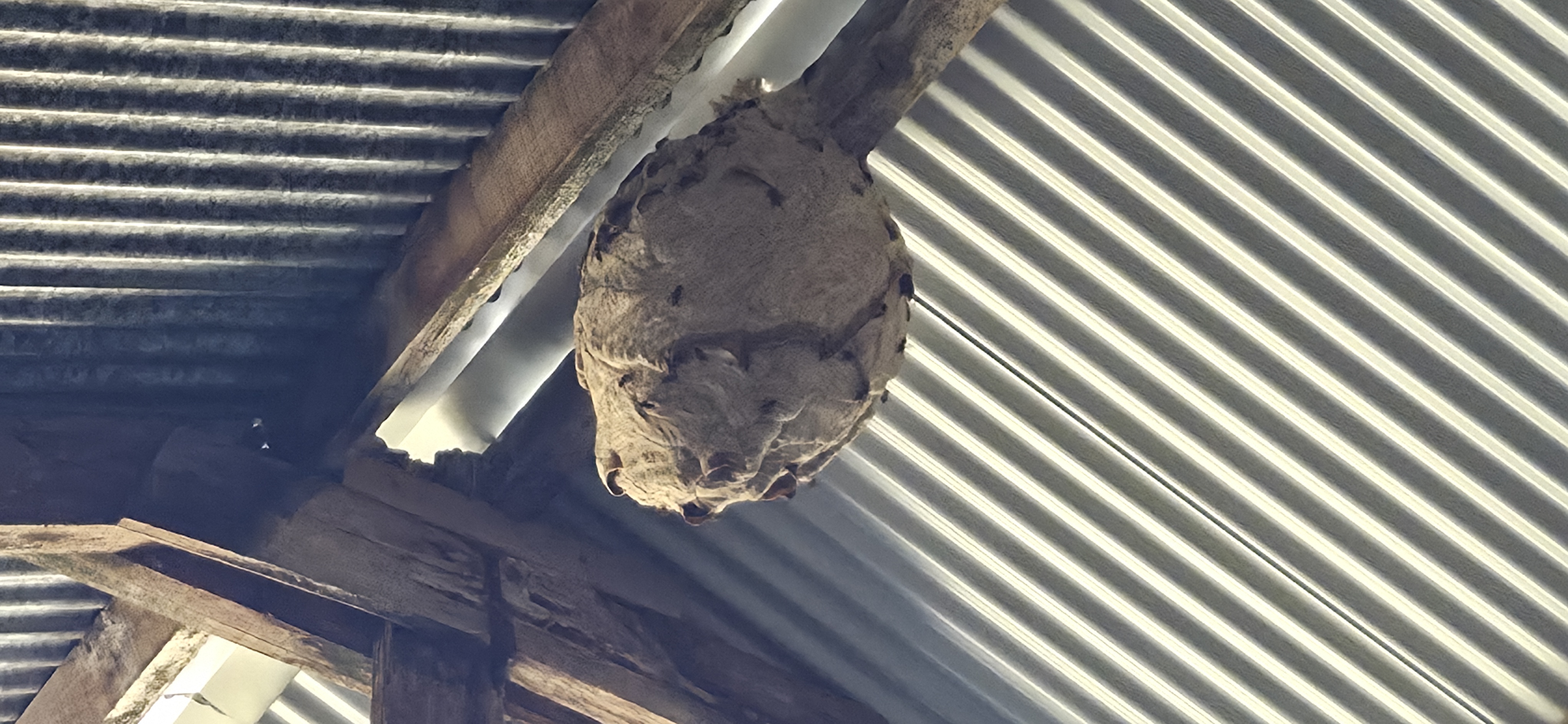 Nid de frelon asiatique à Pont-Scorff (56) — SignalNids