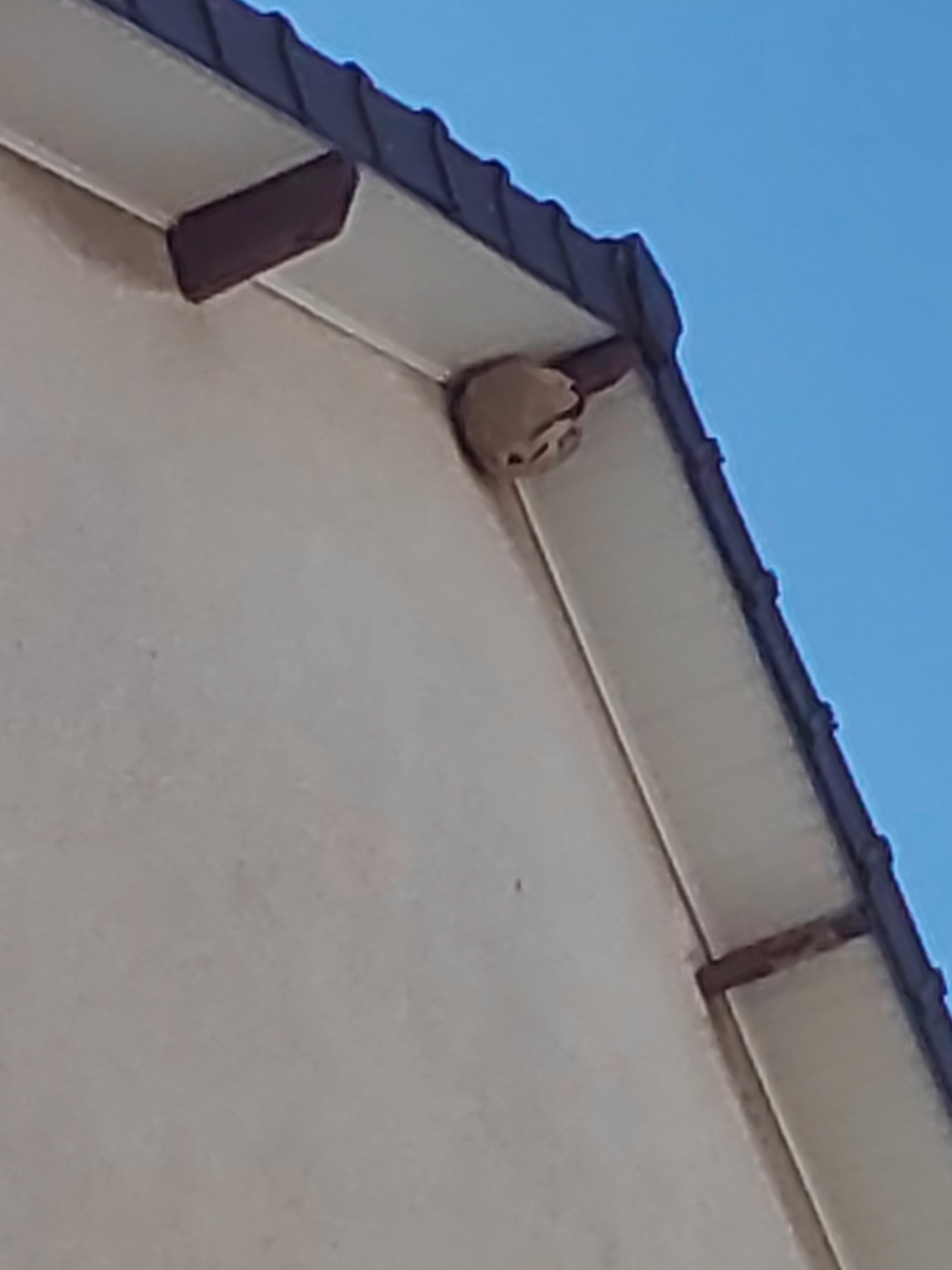 Nid de frelon asiatique à Cherbourg-en-Cotentin (50) — SignalNids