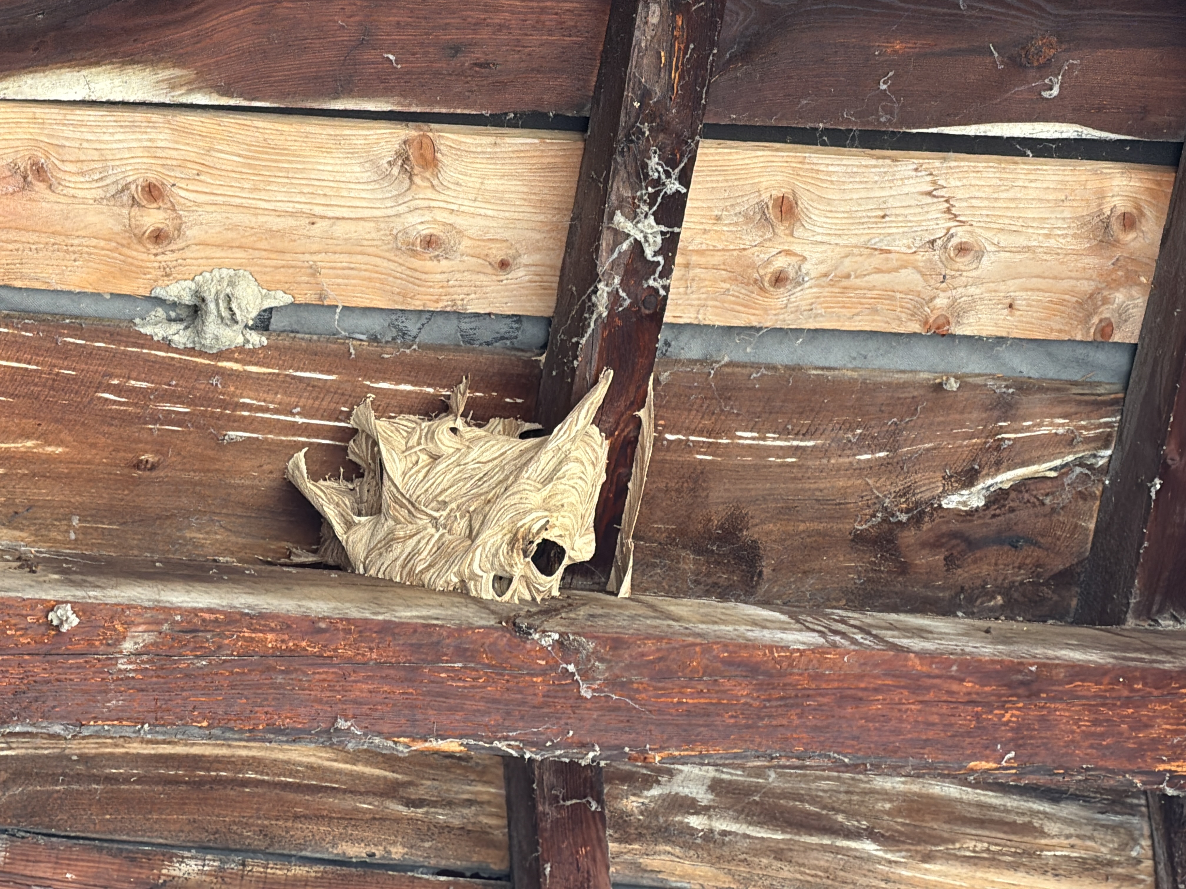 Nid de frelon asiatique à Sarras (07) — SignalNids