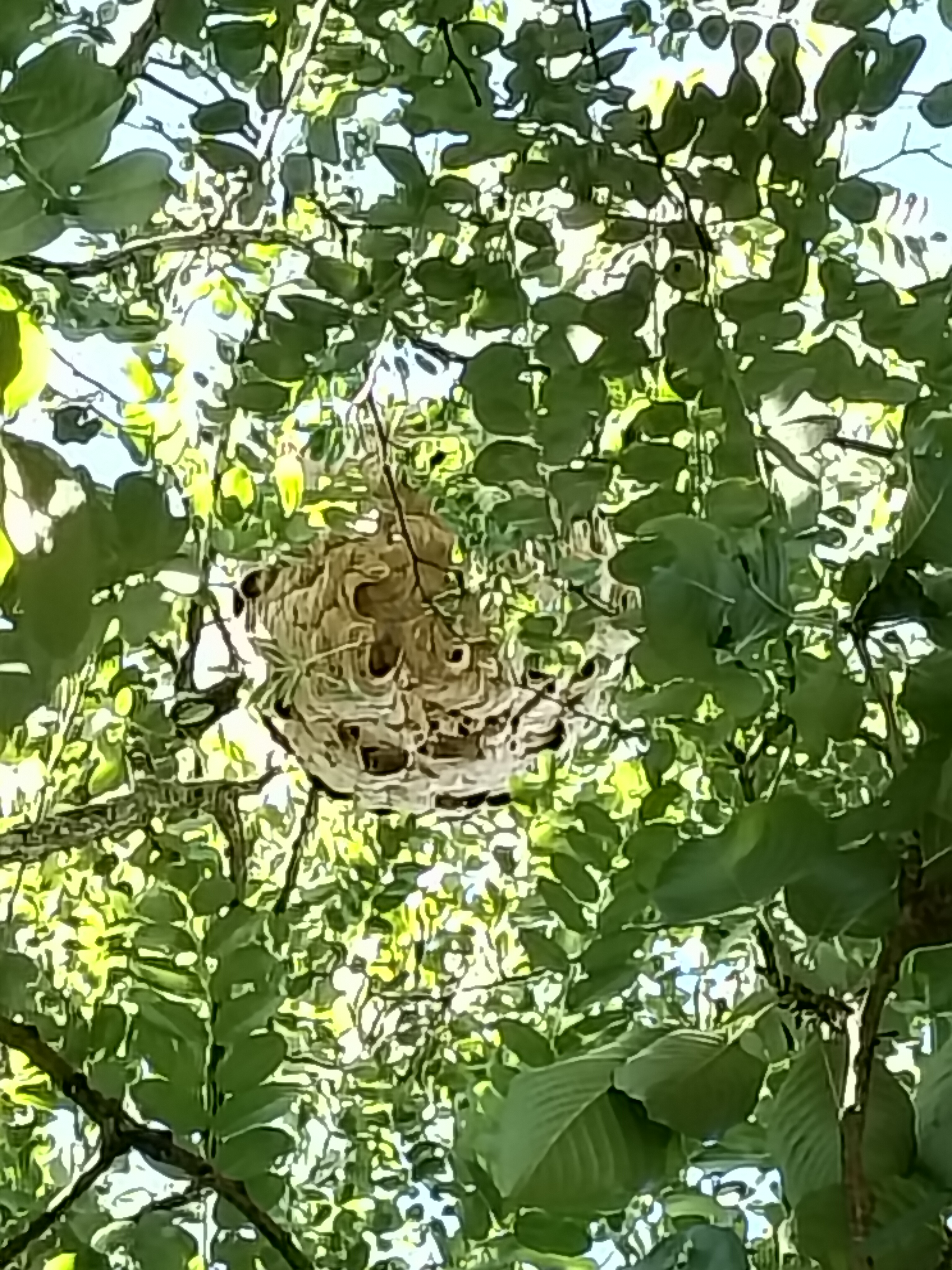 Nid de frelon asiatique à Gorron (53) — SignalNids