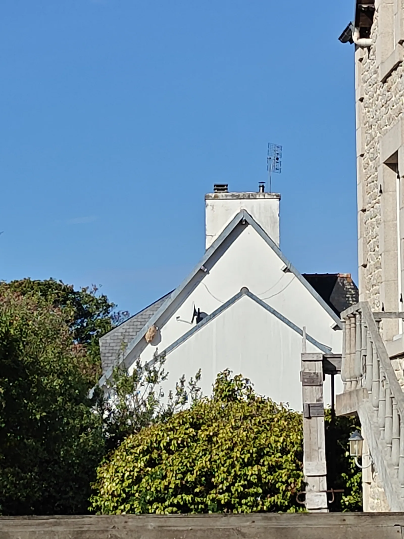 Nid de frelon asiatique à Loctudy (29) — SignalNids
