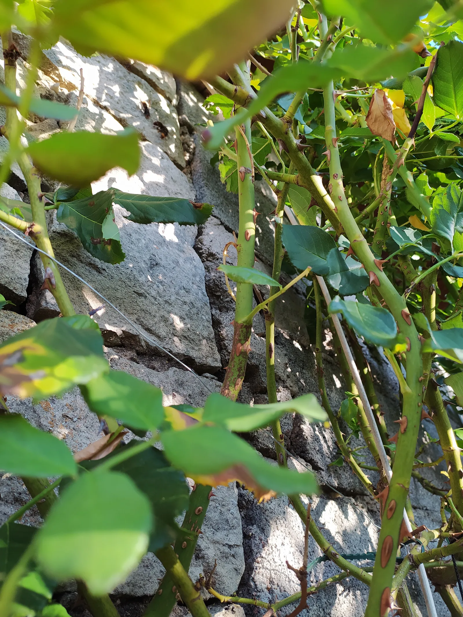 Nid / nuisance à Filain (70) — SignalNids