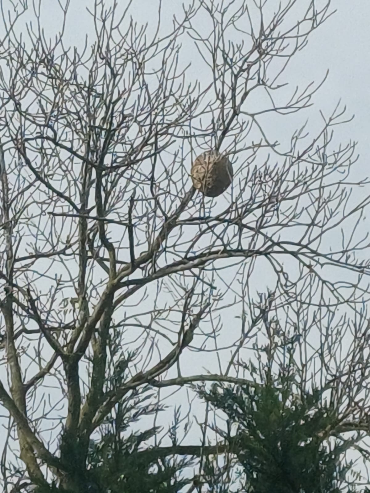 Photo supplémentaire du signalement #211